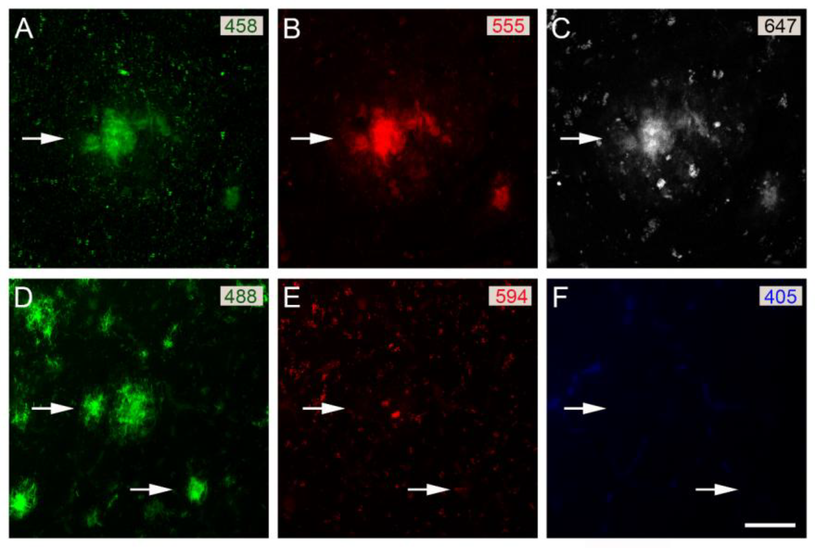 Ijms 26 08270 g008 Ijms 26 08270 g008