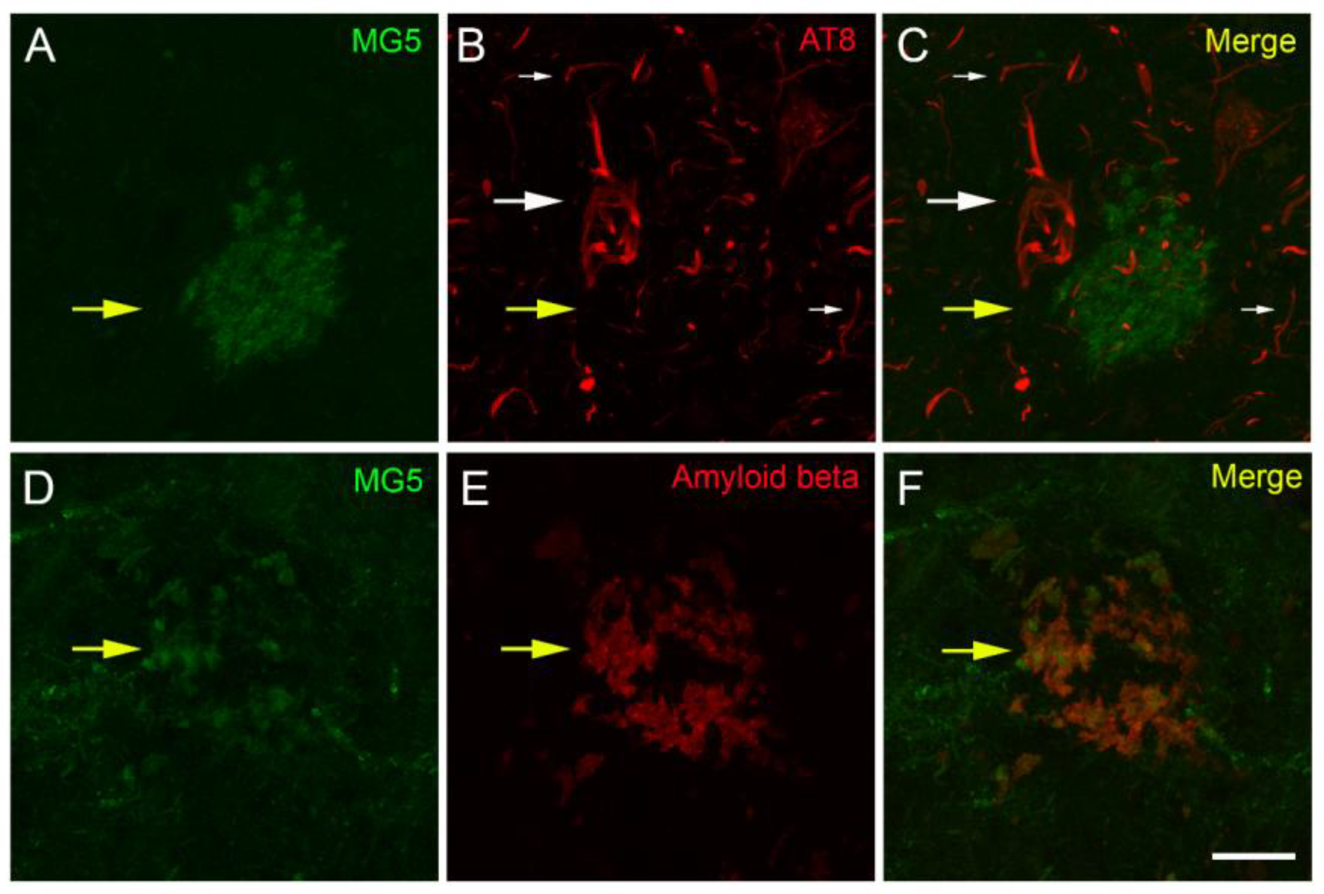 Ijms 26 08270 g009 Ijms 26 08270 g009