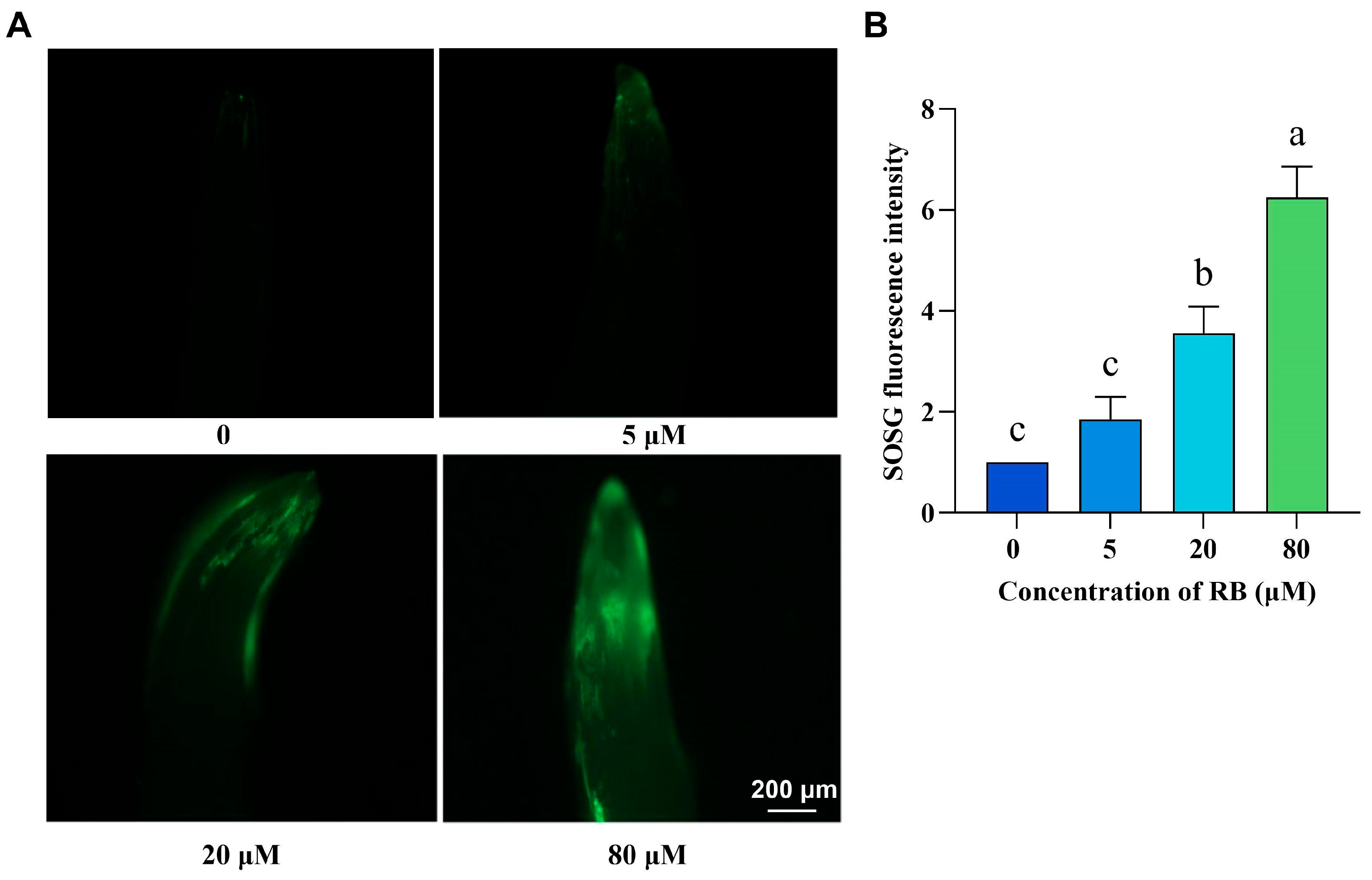 Ijms 26 08382 g001 Ijms 26 08382 g001