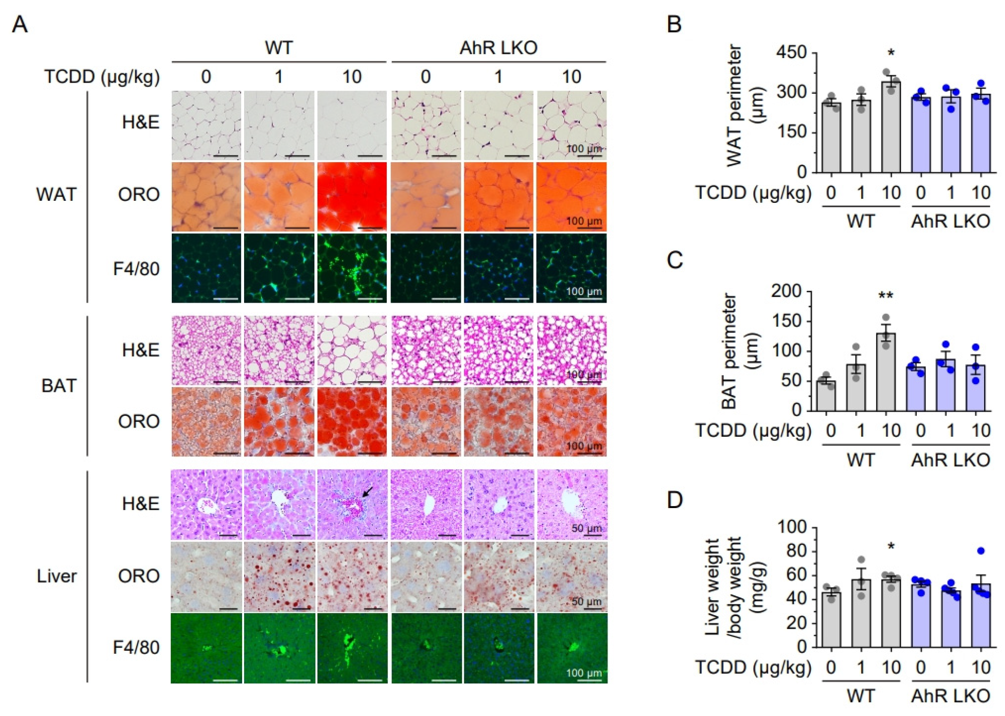 Ijms 26 08452 g004 Ijms 26 08452 g004