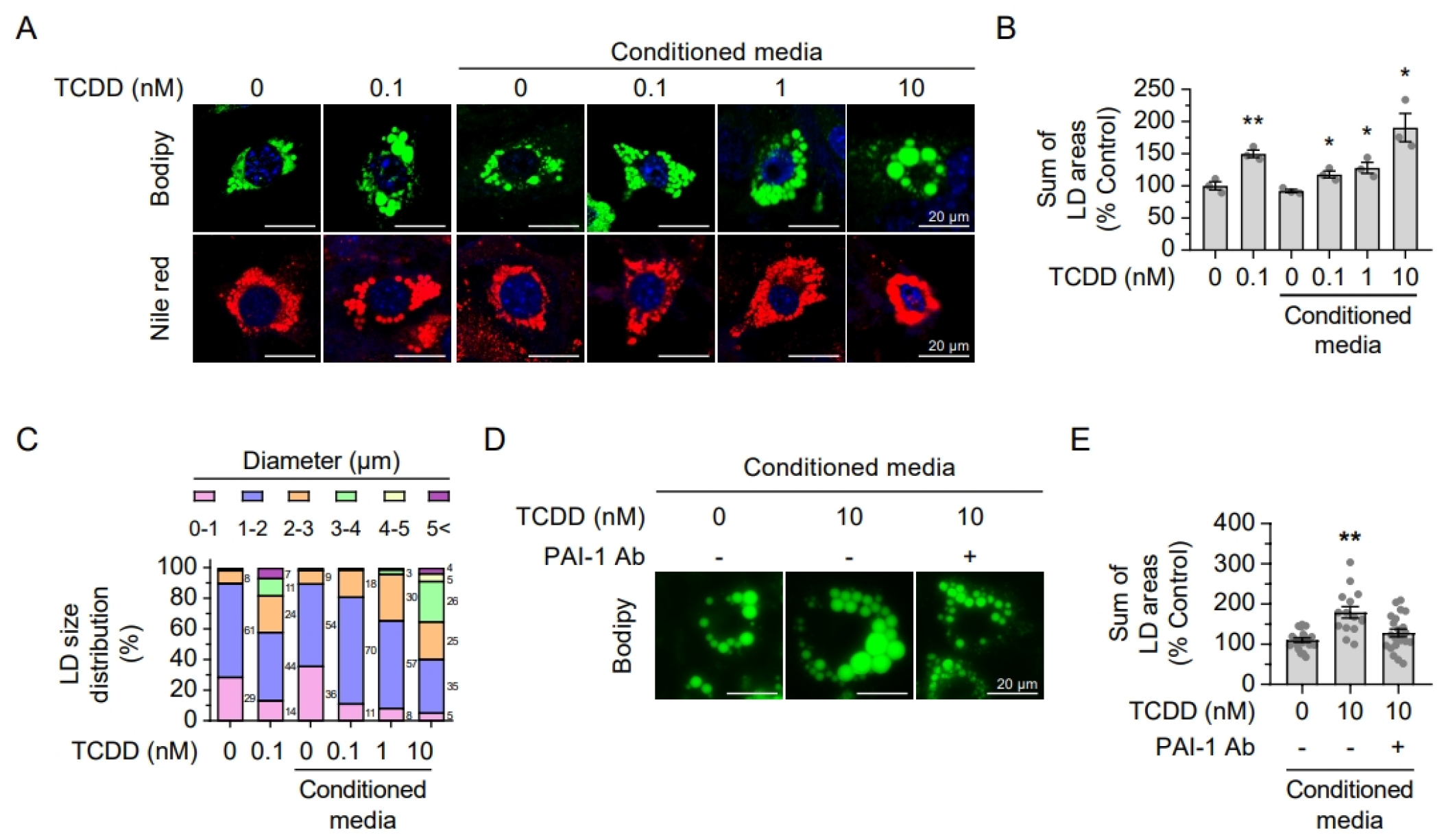 Ijms 26 08452 g006 Ijms 26 08452 g006