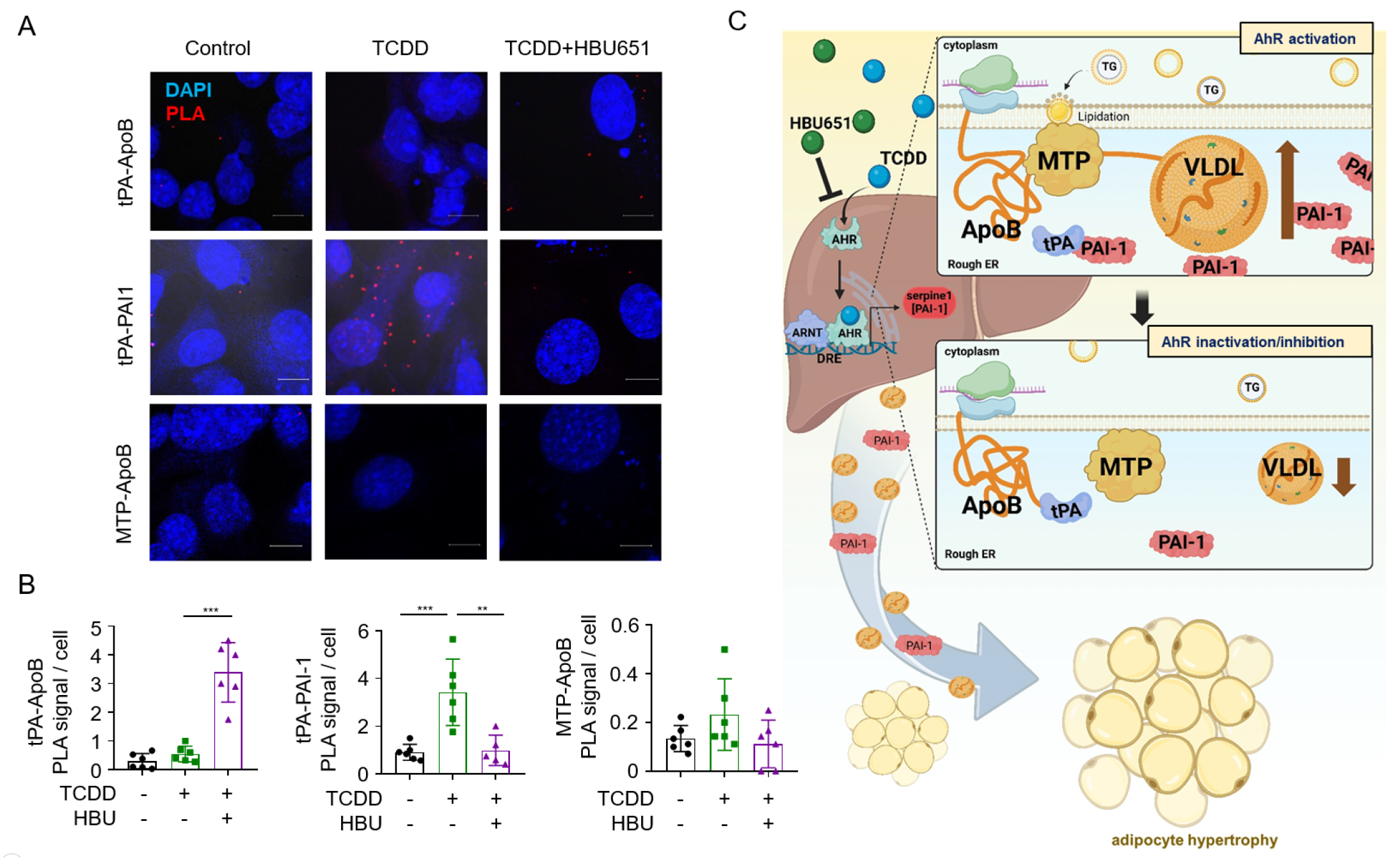 Ijms 26 08452 g007 Ijms 26 08452 g007