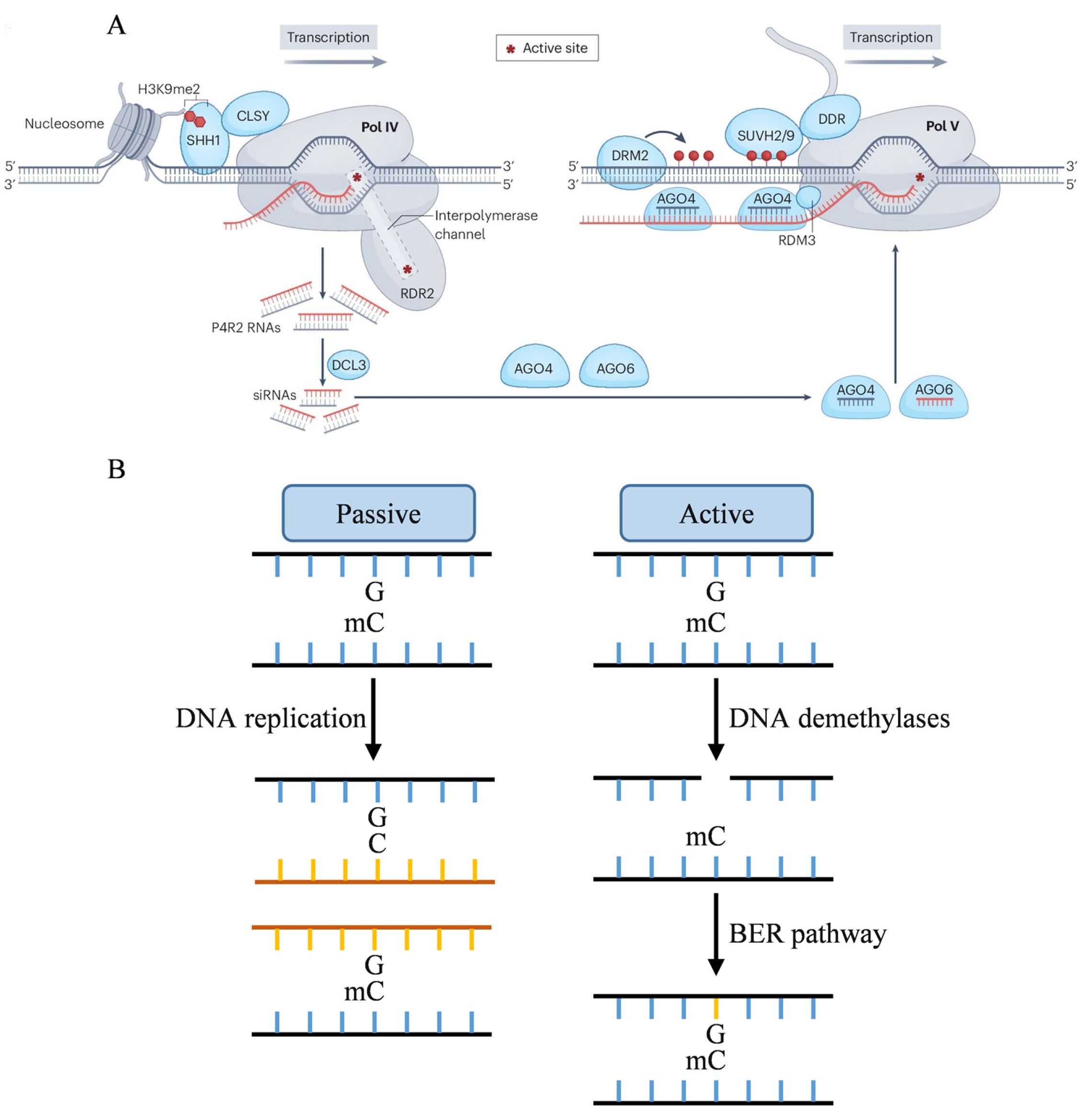 Ijms 26 08454 g001 Ijms 26 08454 g001