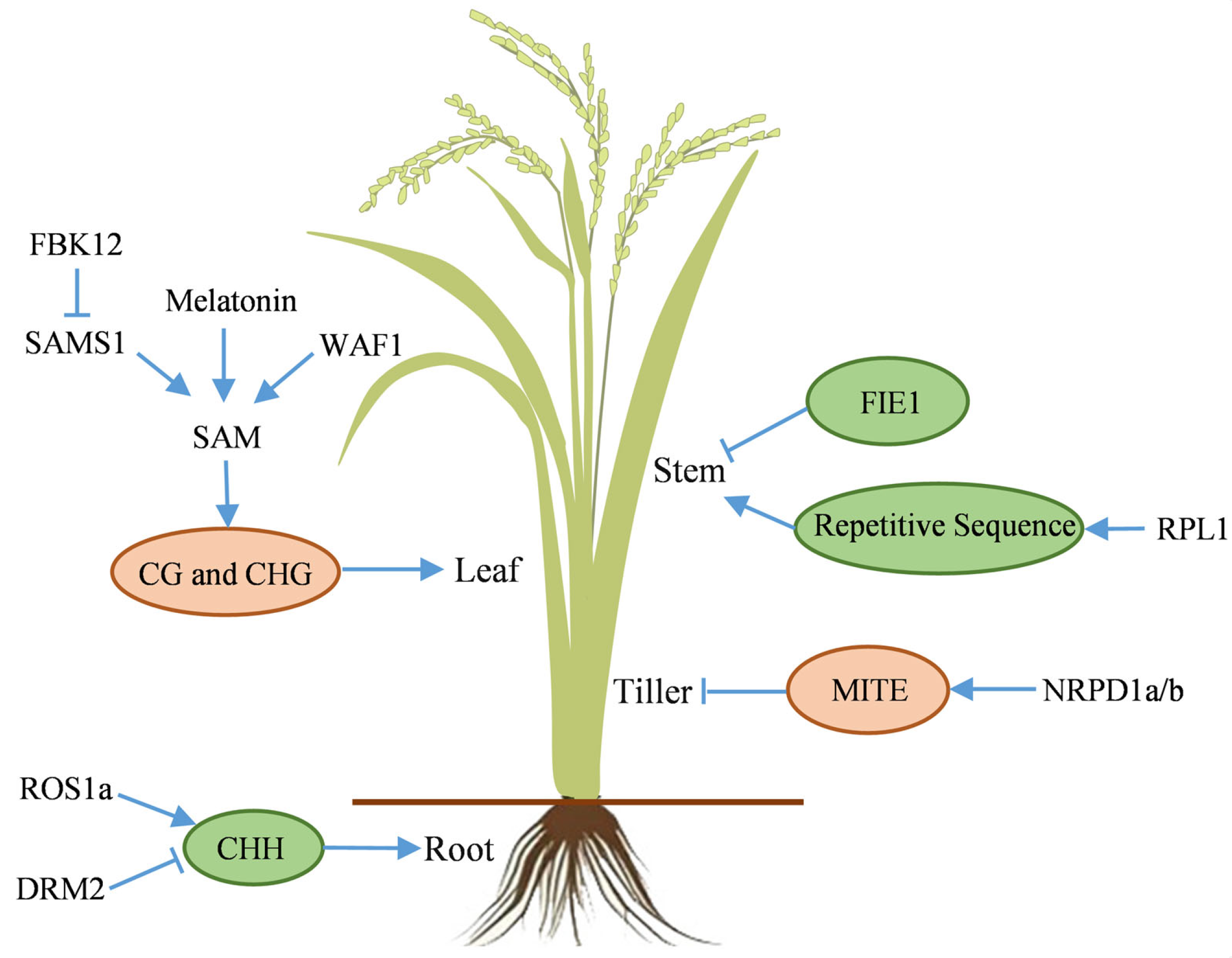 Ijms 26 08454 g003 Ijms 26 08454 g003