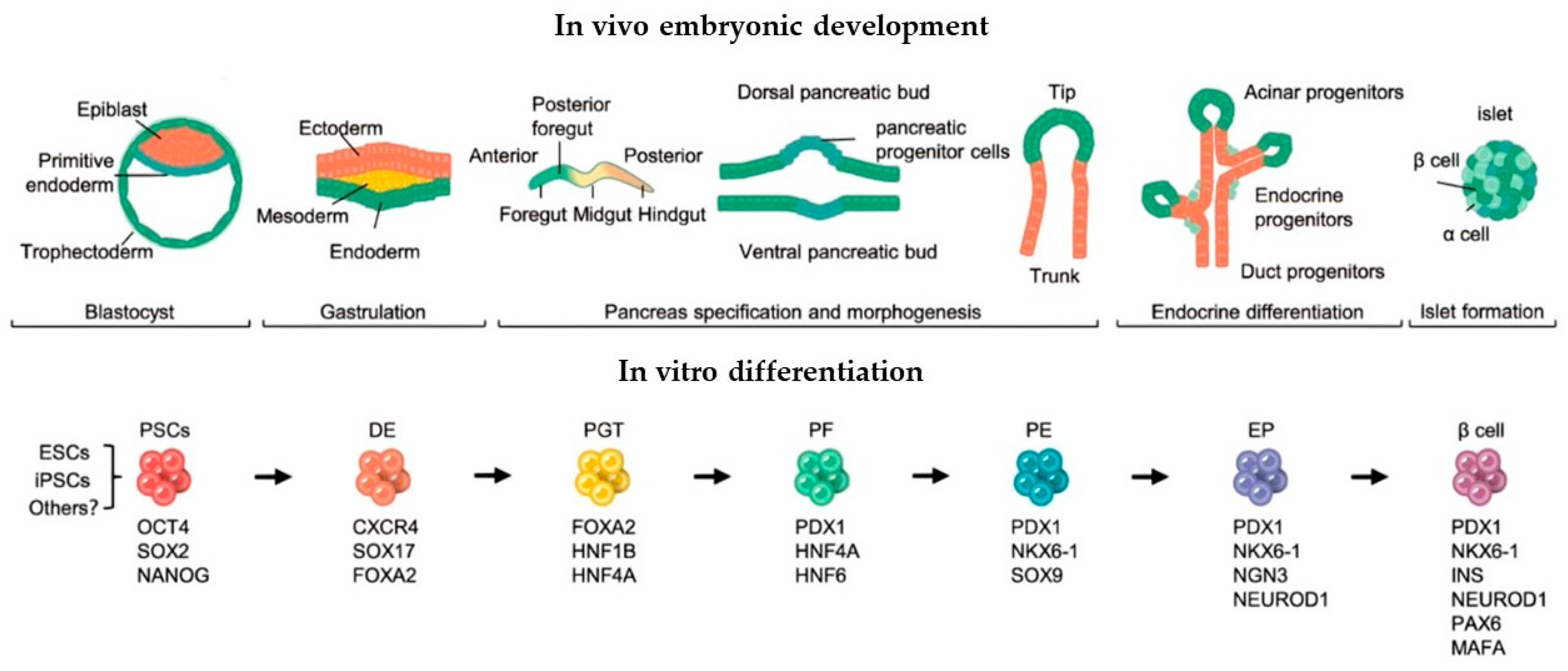Ijms 26 08749 g002 Ijms 26 08749 g002