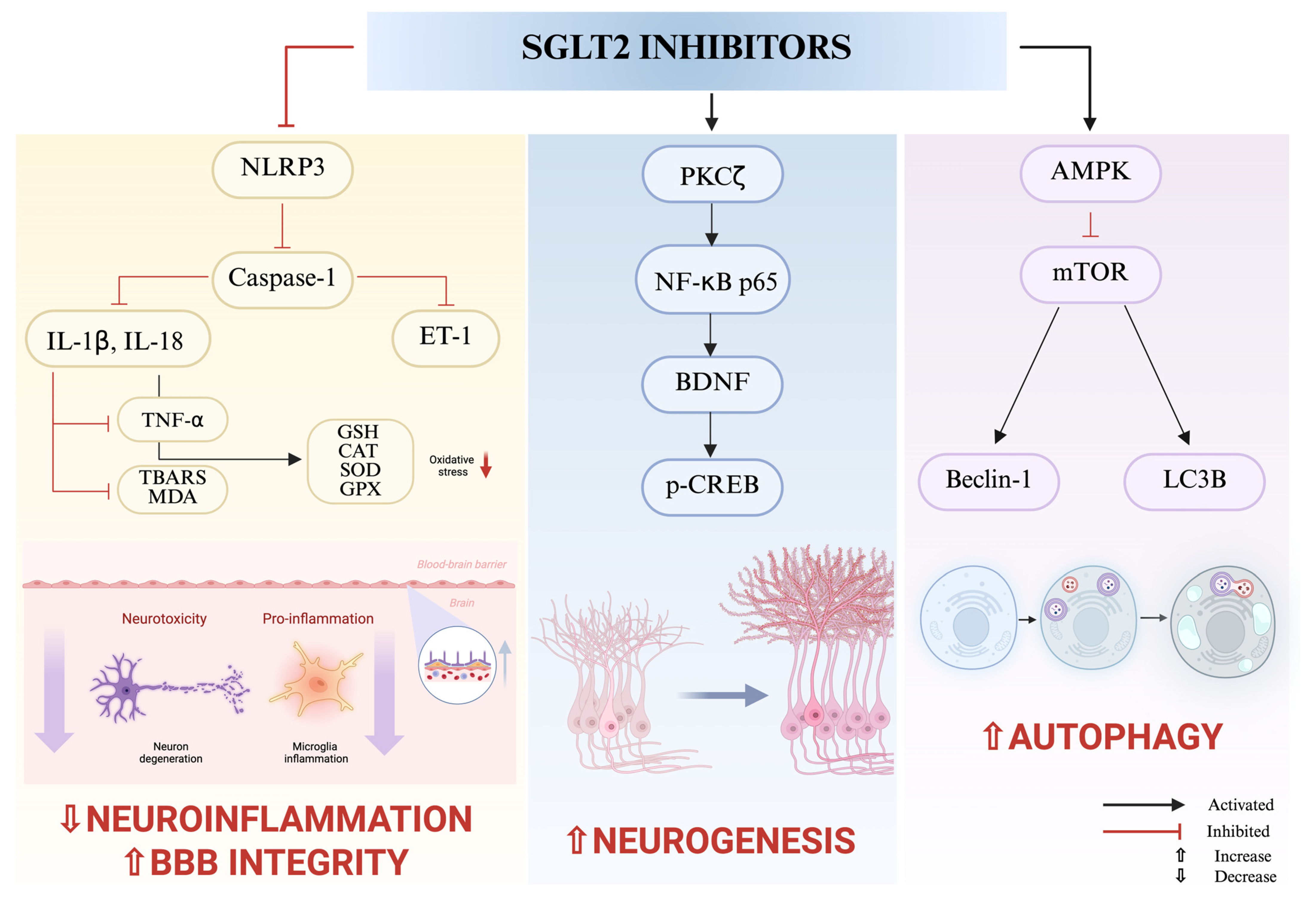 Ijms 26 08755 g002 Ijms 26 08755 g002
