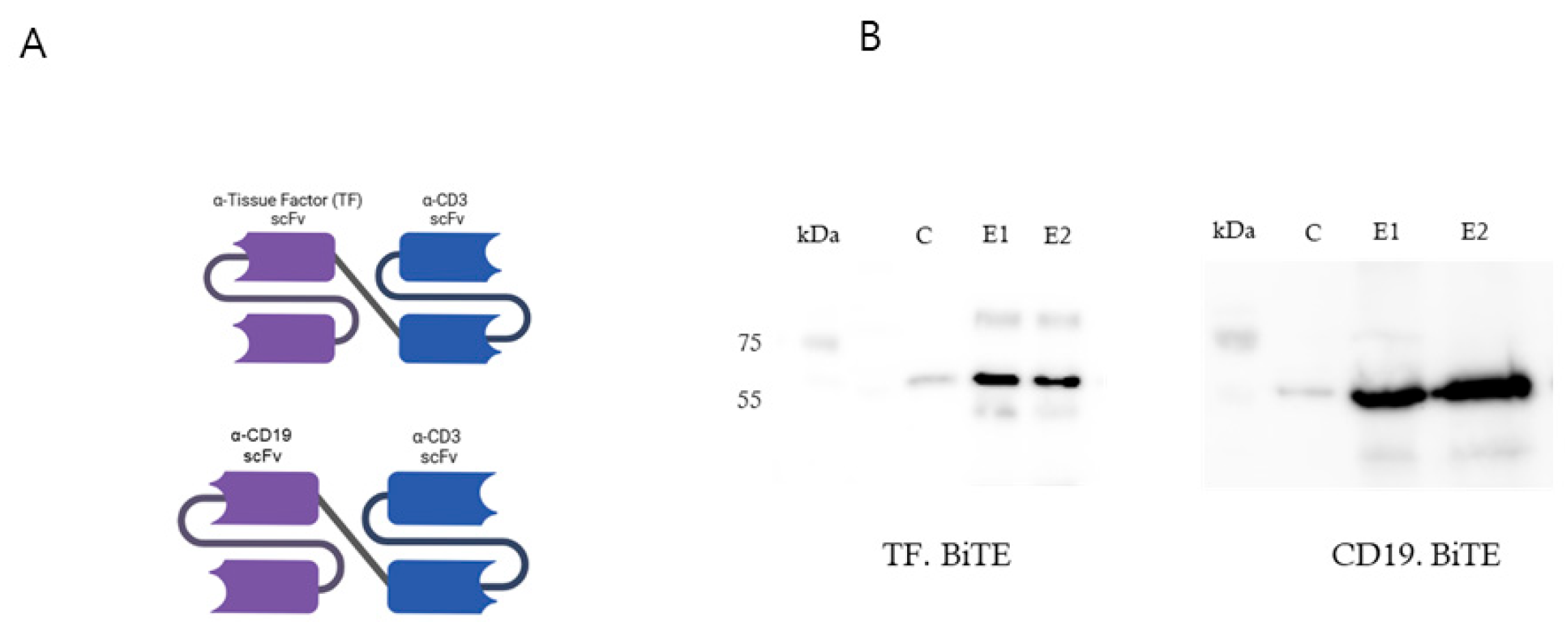 Ijms 26 08941 g002 Ijms 26 08941 g002