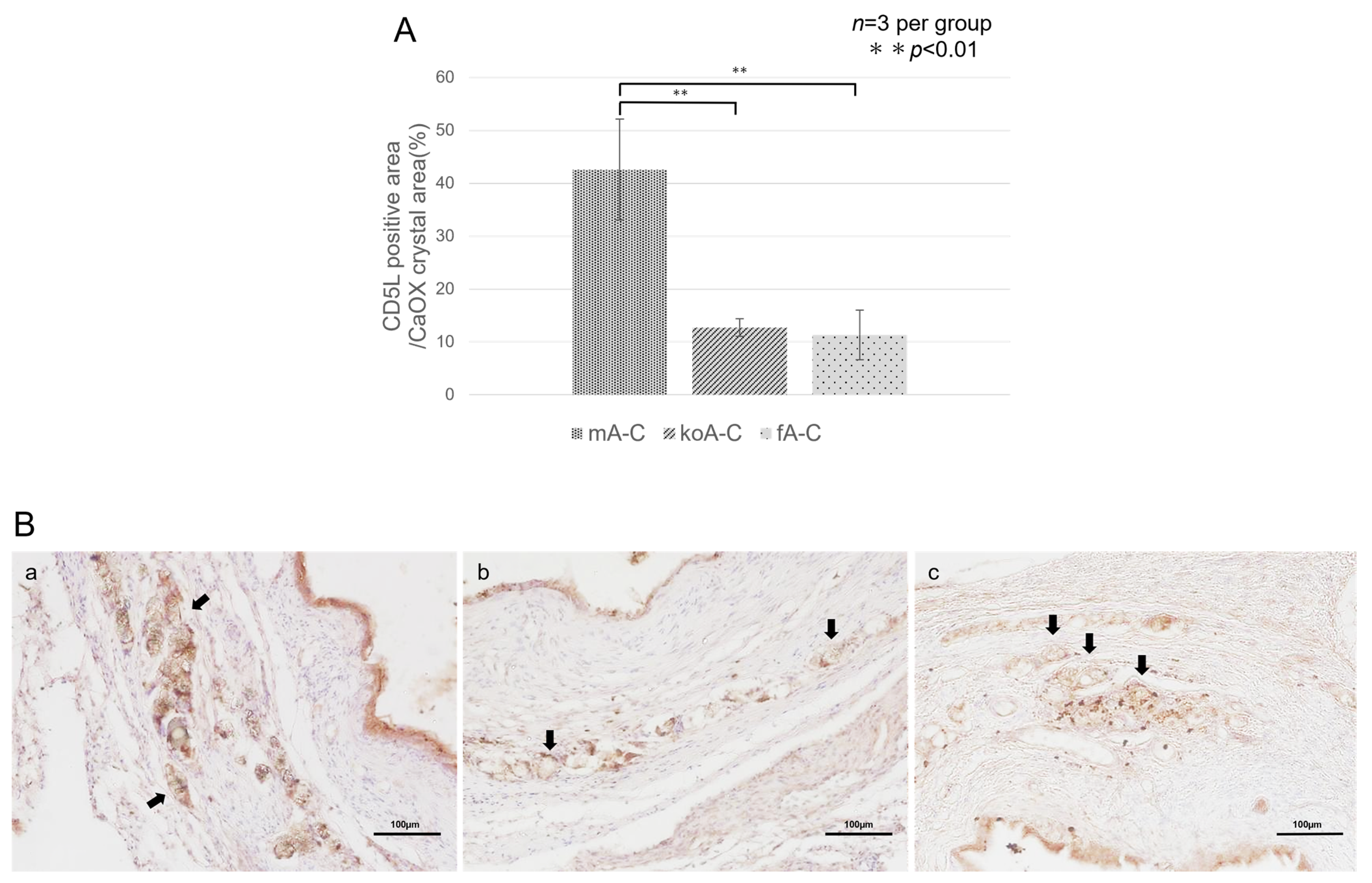 Ijms 26 09117 g007 Ijms 26 09117 g007