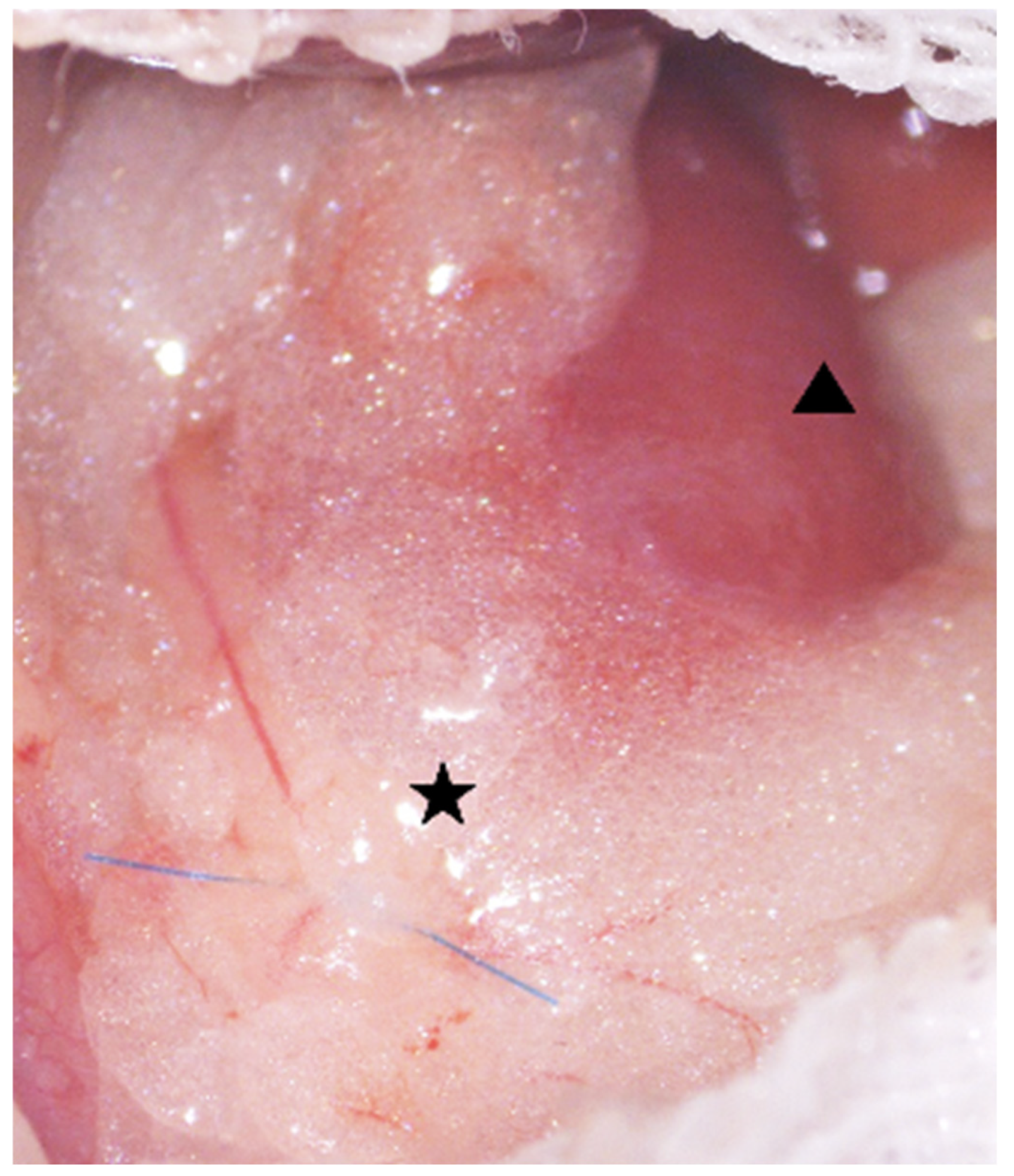 Ijms 26 09117 g010 Ijms 26 09117 g010