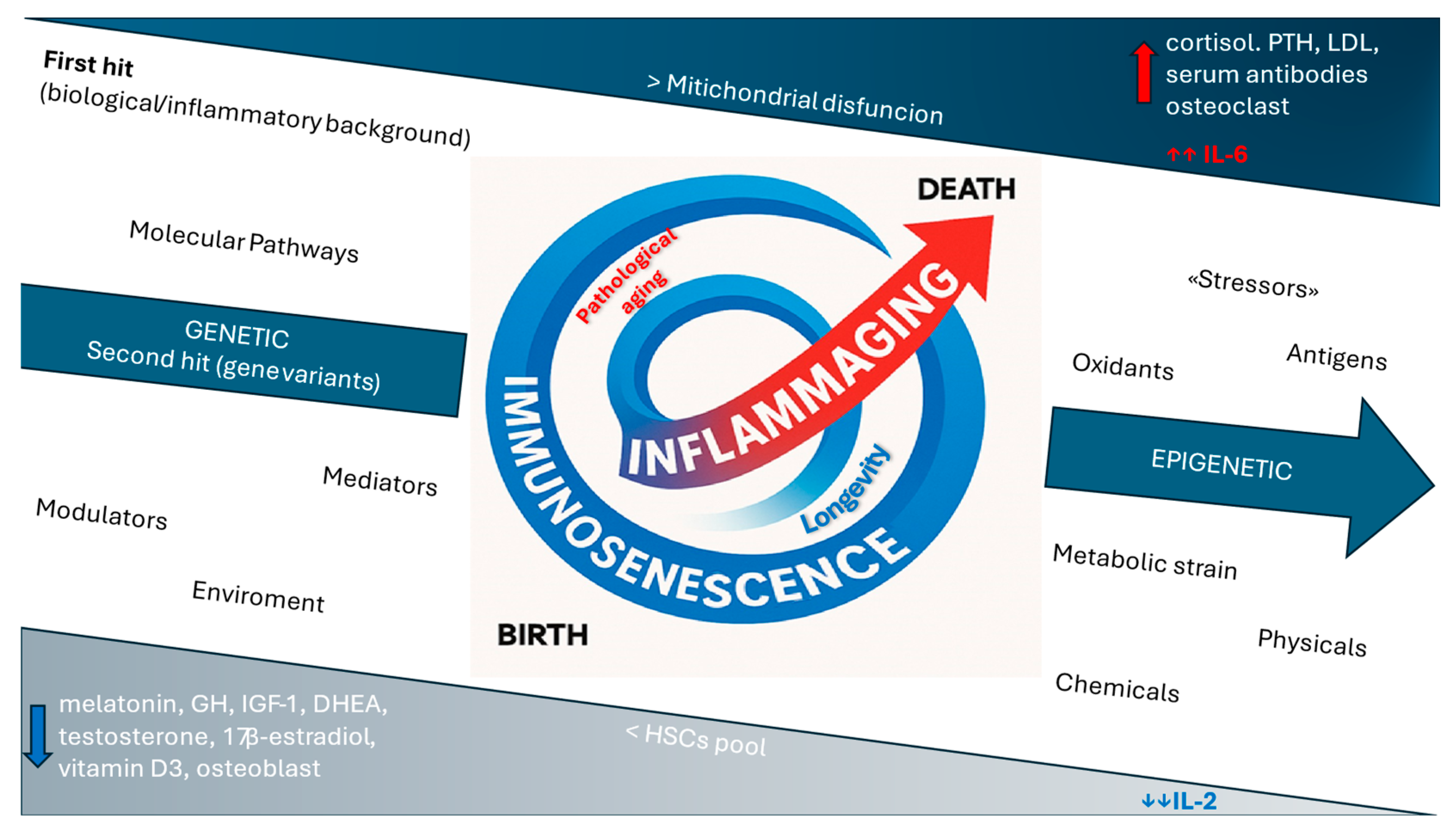 Rheumatoid Arthritis and Osteoporosis as Prototypes of Immunosenescence ...
