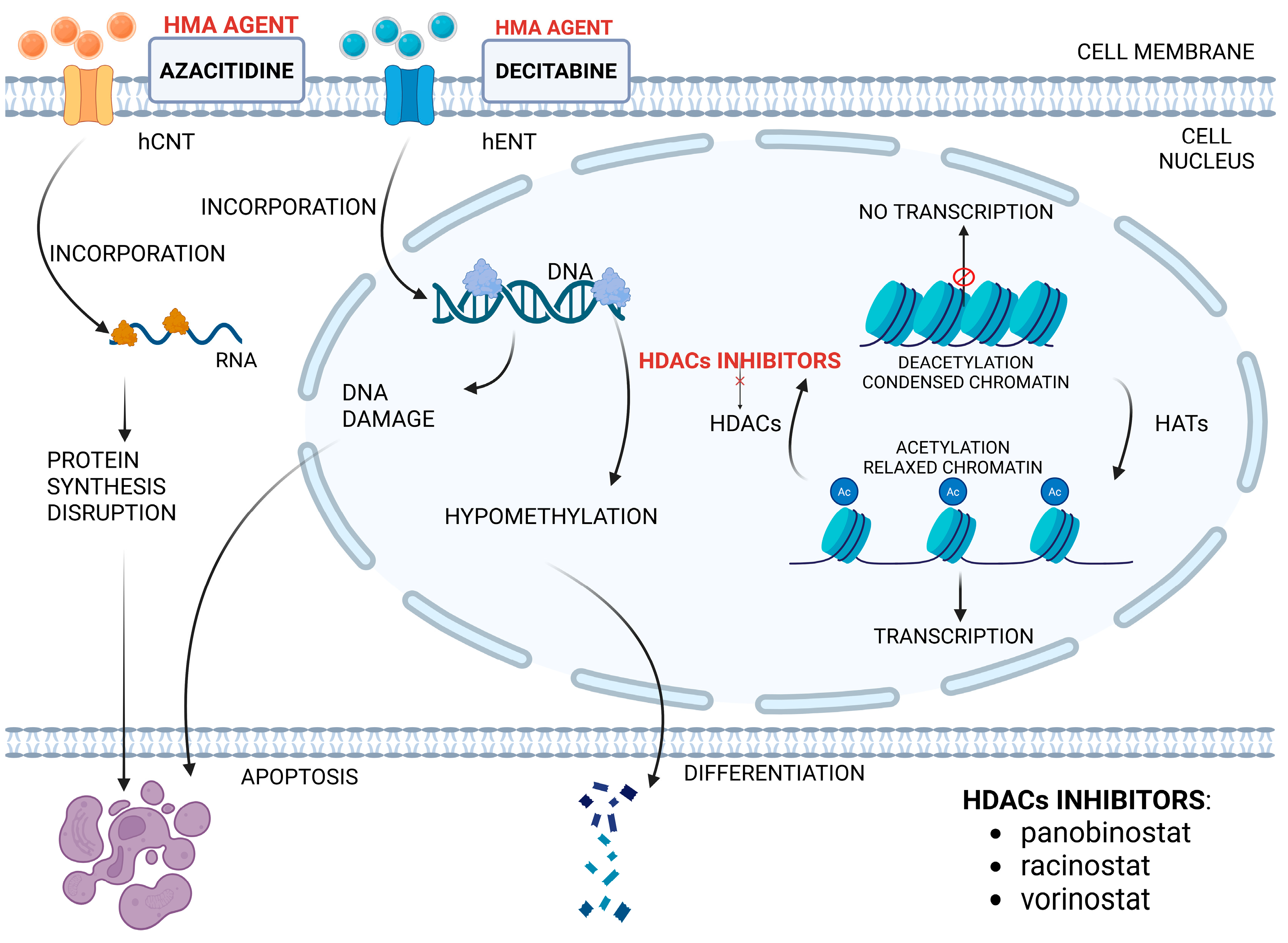 Ijms 26 09269 g003 Ijms 26 09269 g003