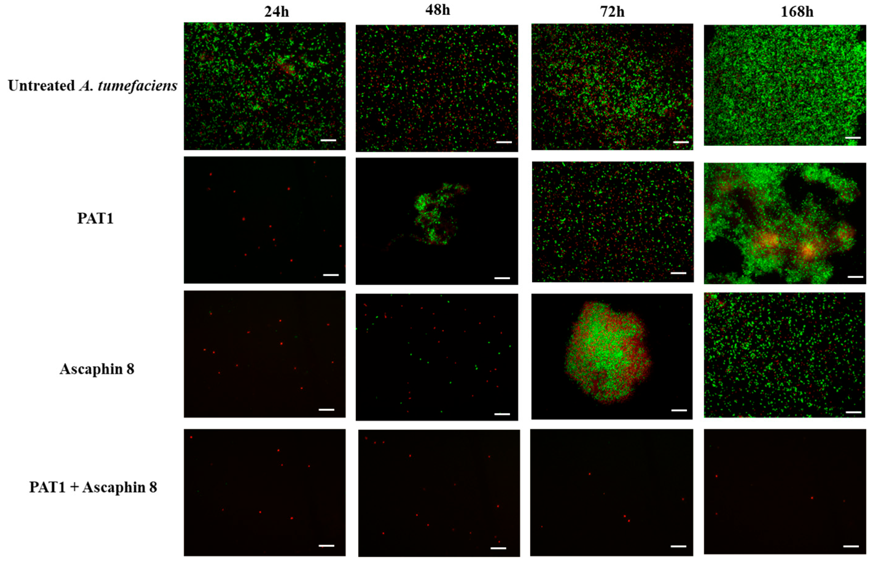 Ijms 26 09355 g003