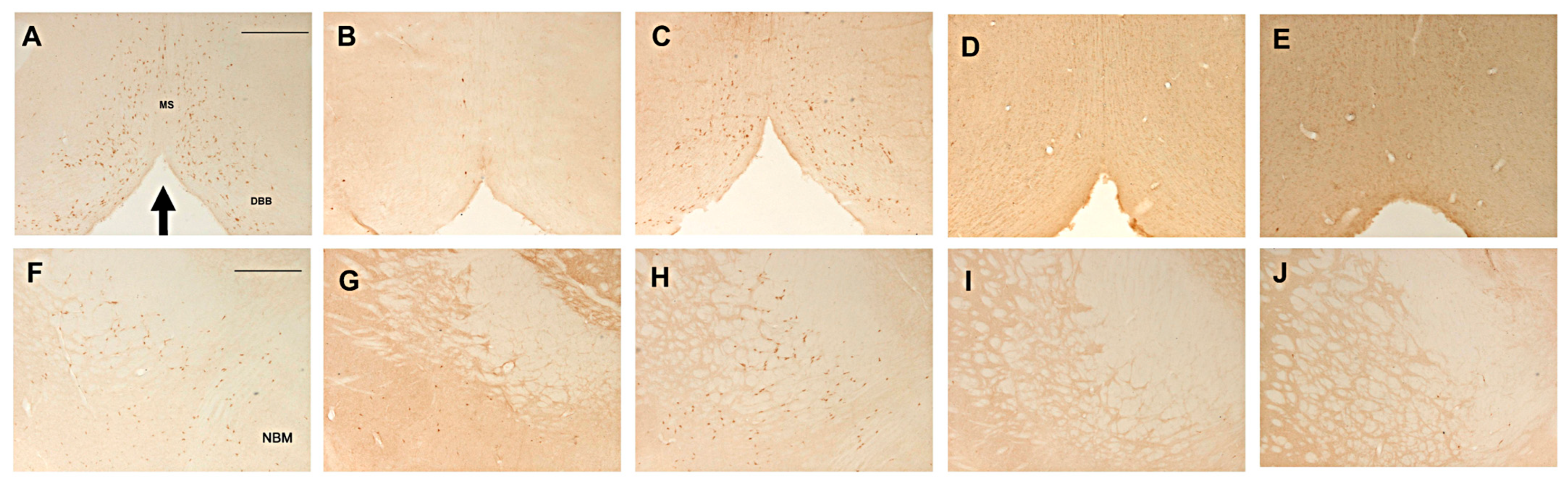 Ijms 26 09553 g004