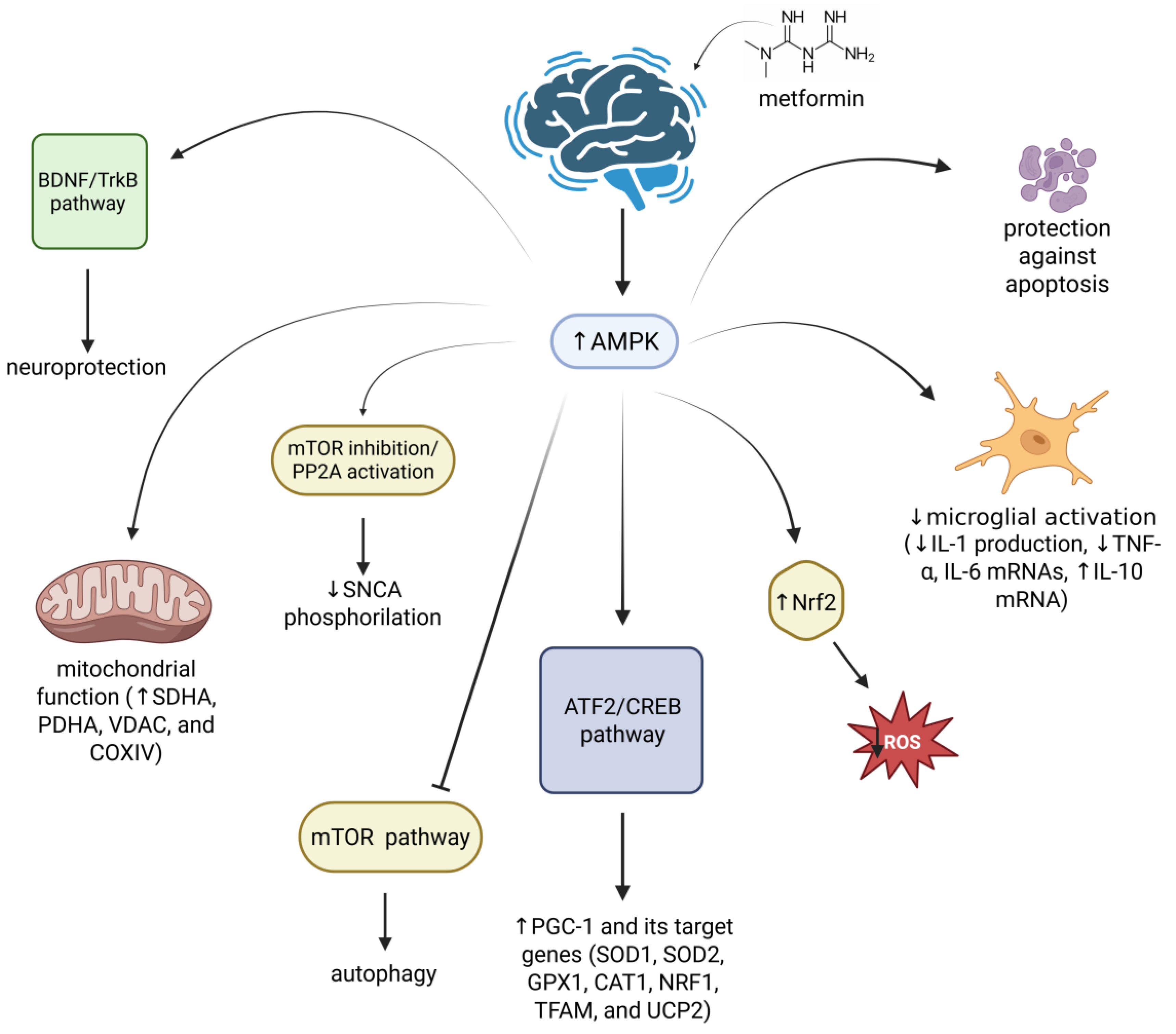 From Diabetes to Degenerative Diseases: The Multifaceted Action of ...