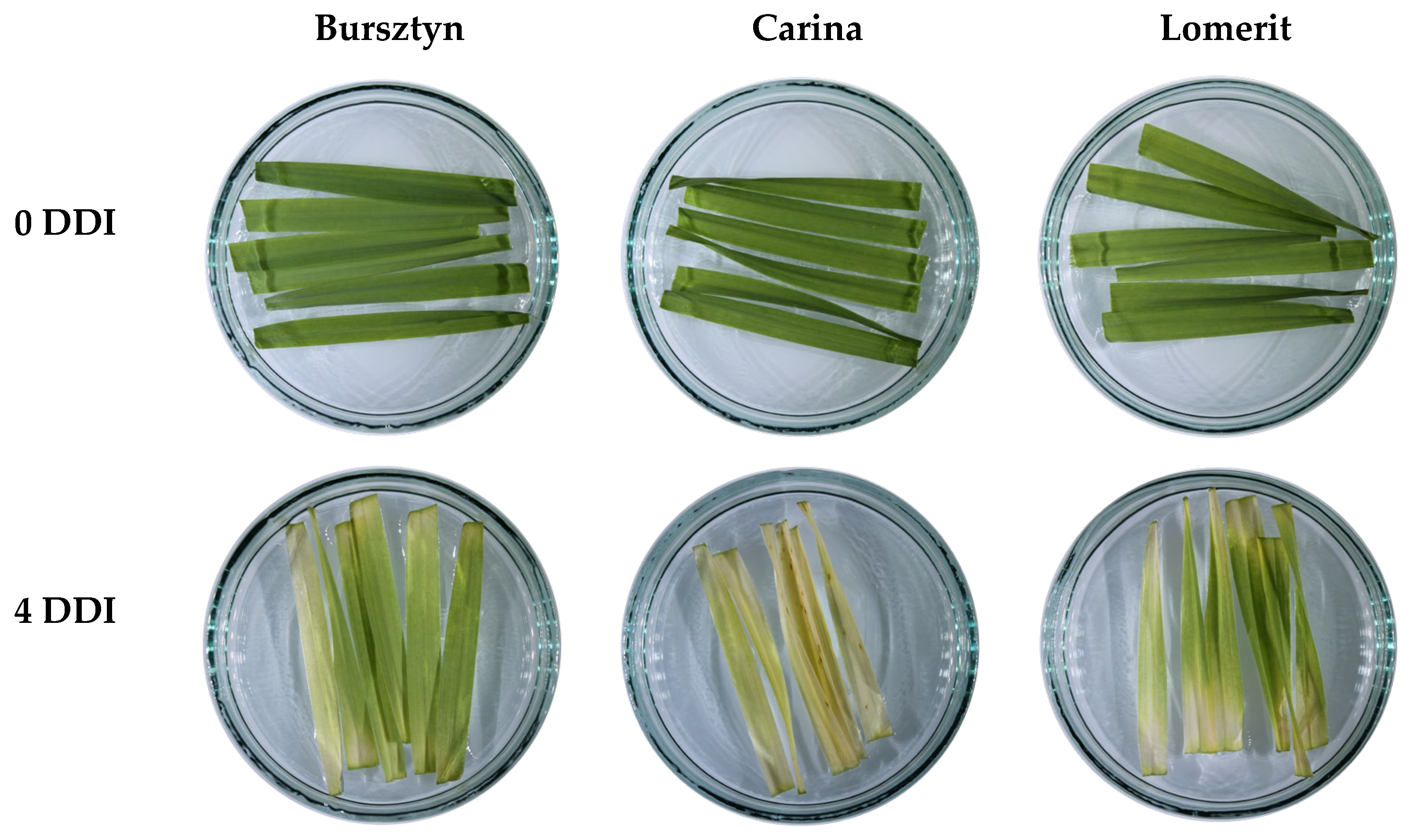 Ijms 26 09749 g001 Ijms 26 09749 g001