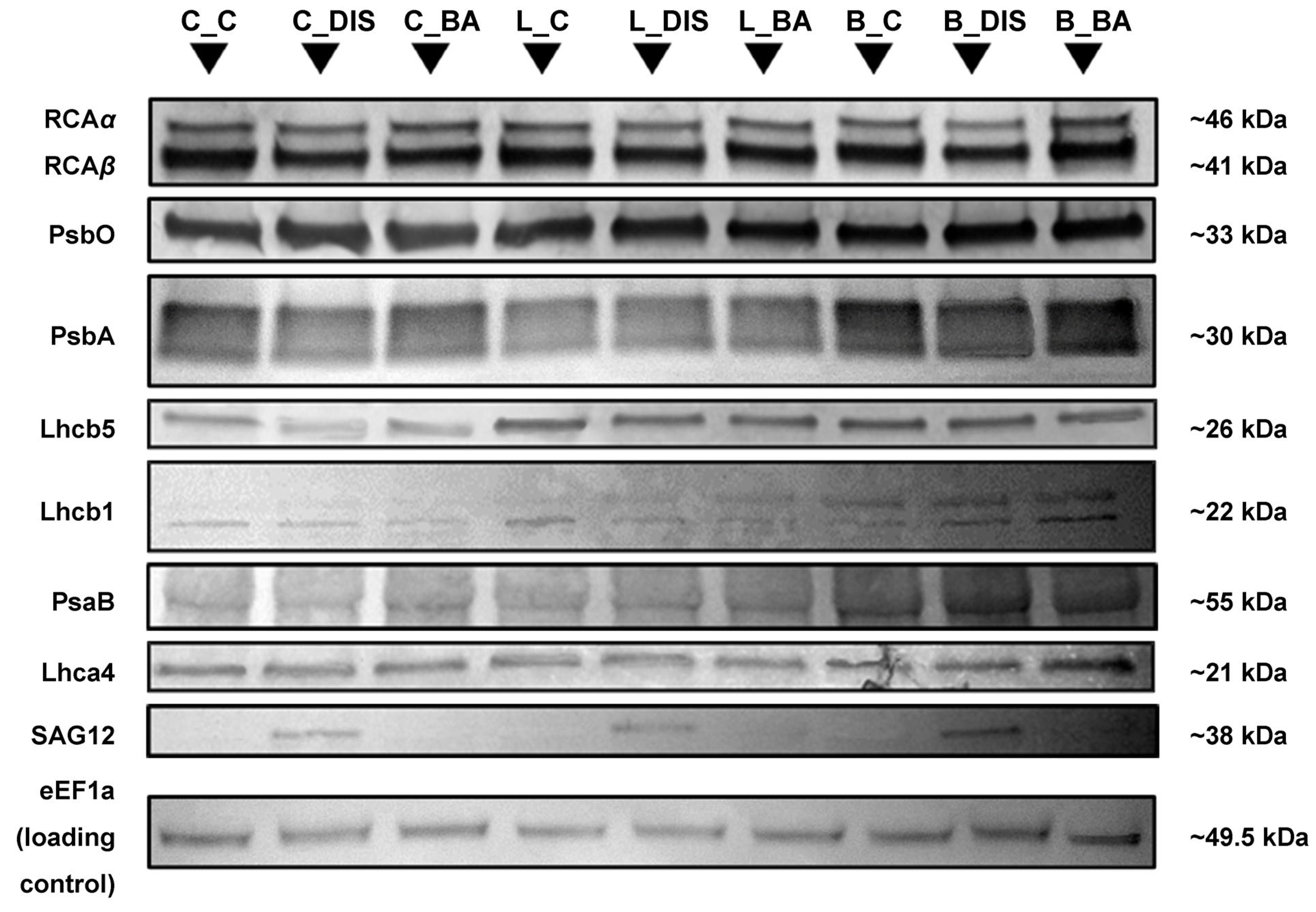 Ijms 26 09749 g010 Ijms 26 09749 g010