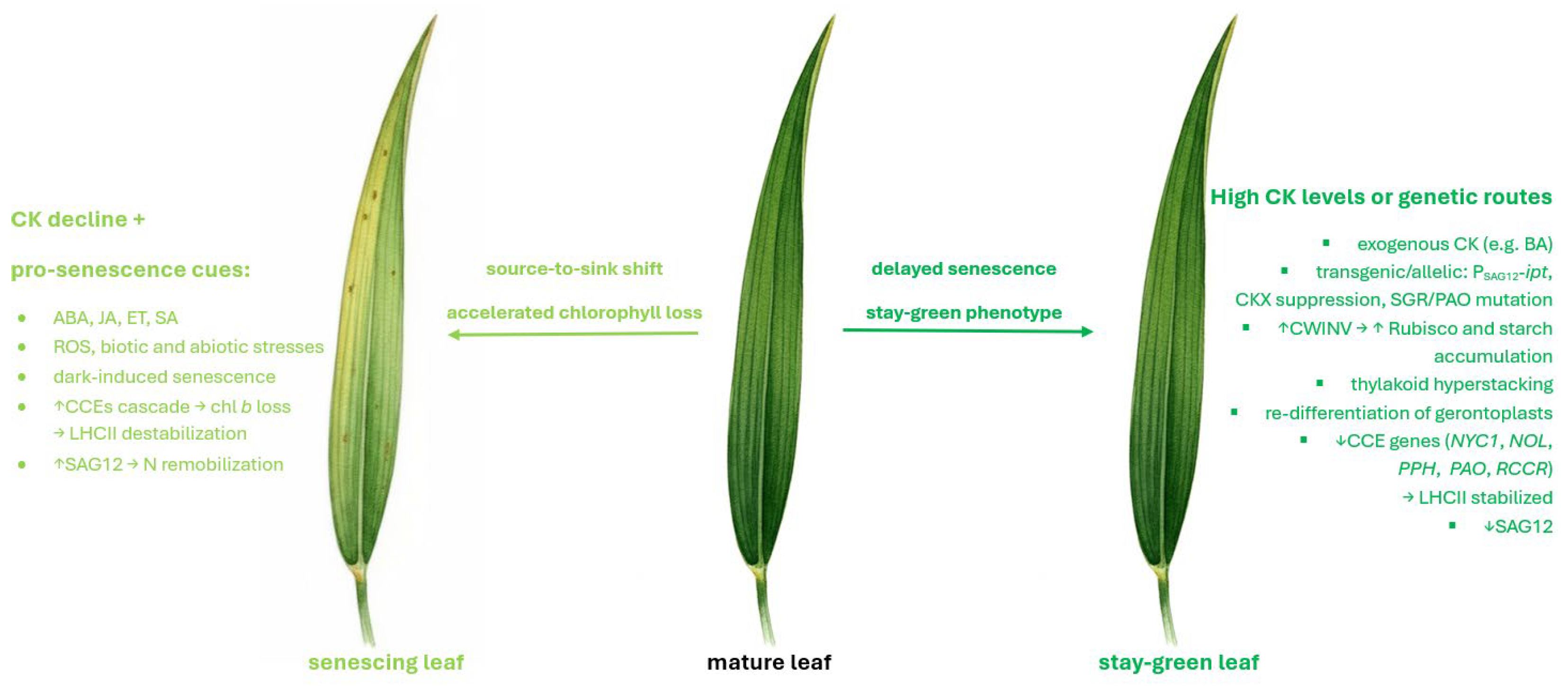 Ijms 26 09749 g015 Ijms 26 09749 g015