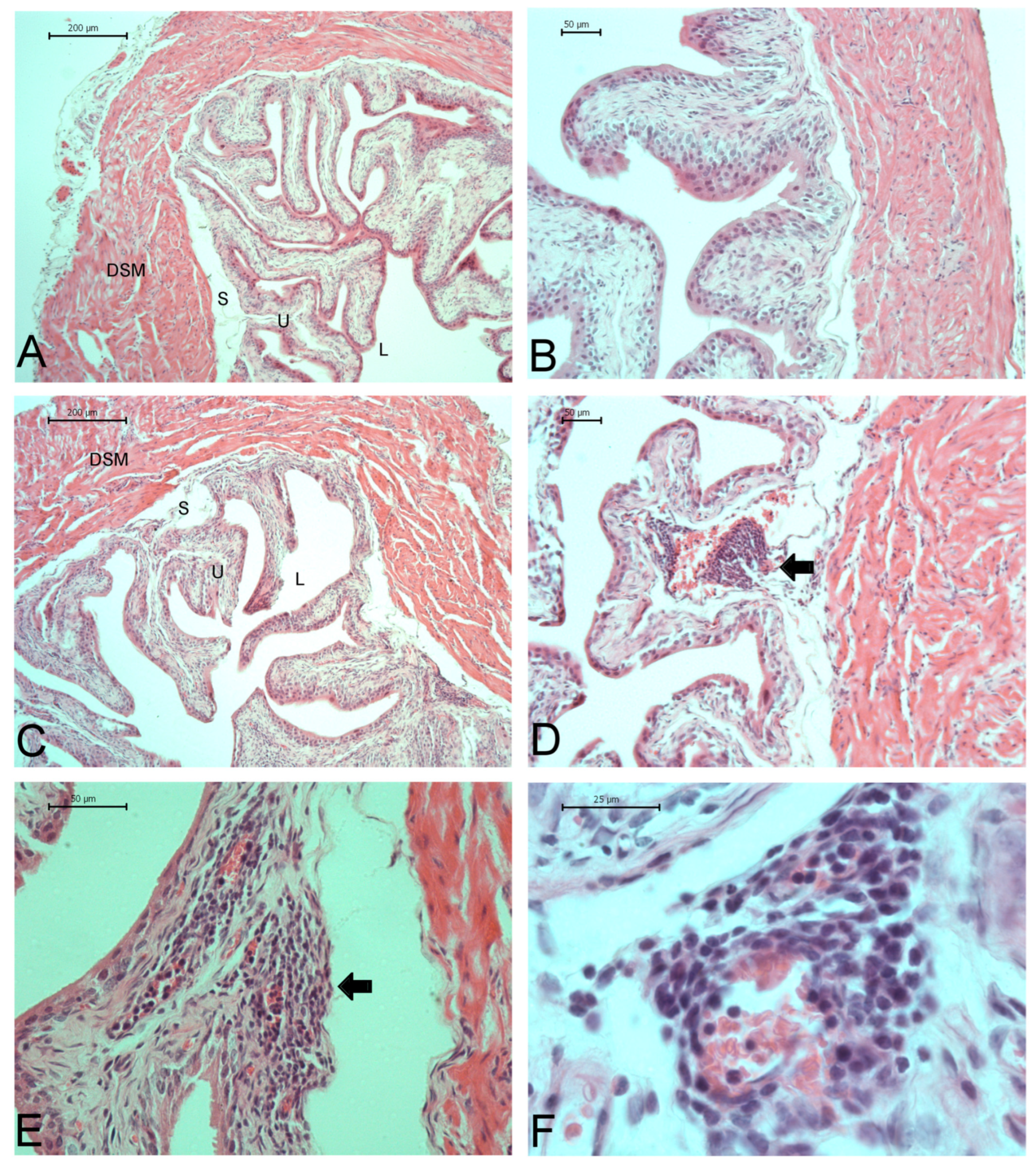 Ijms 26 09776 g007