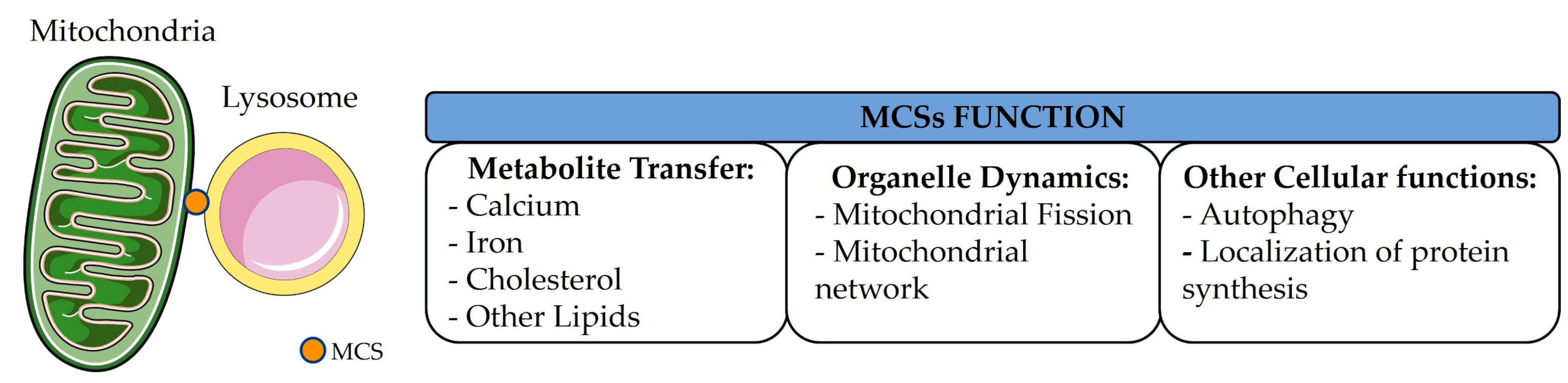 Ijms 26 09858 g004