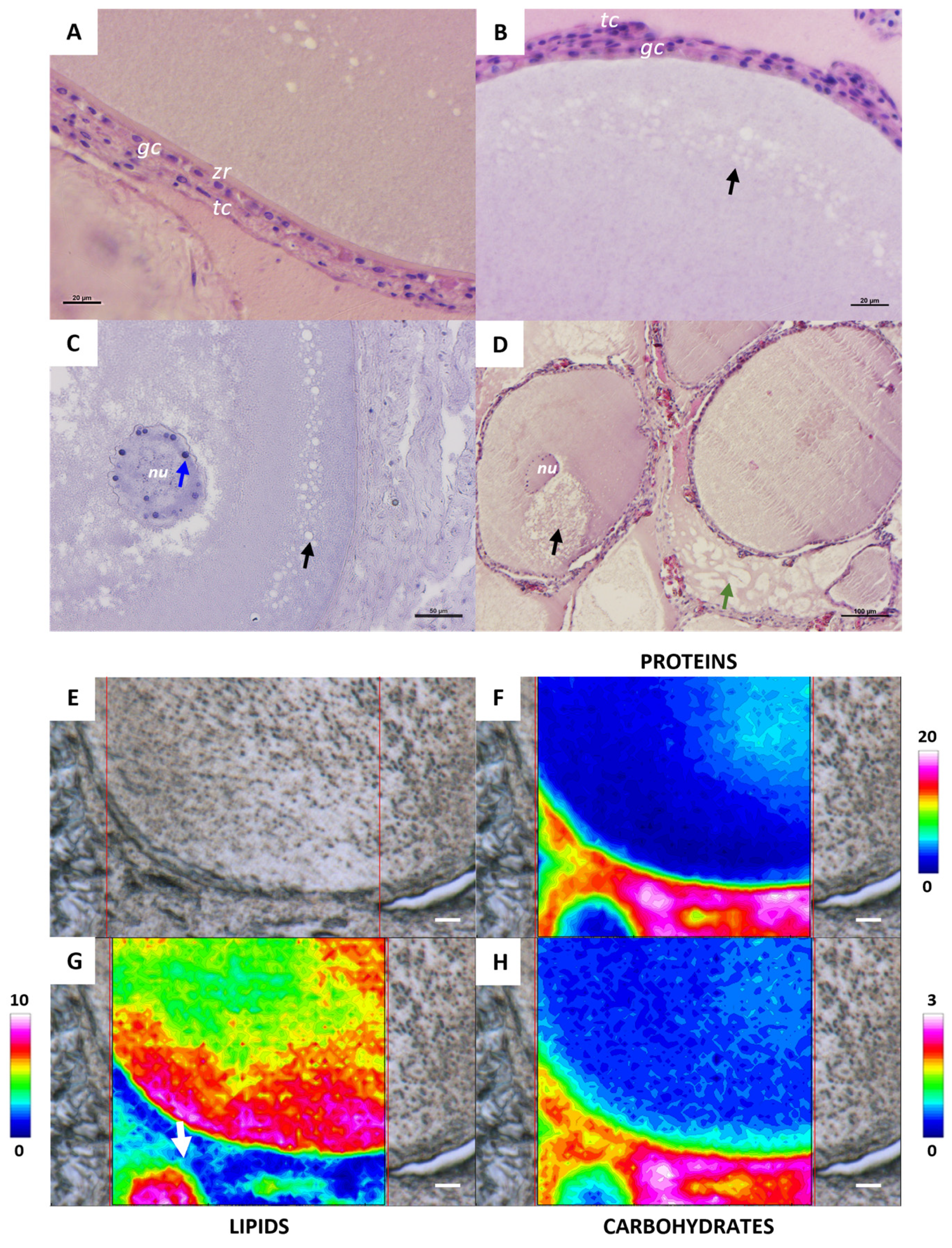 Ijms 26 09934 g003