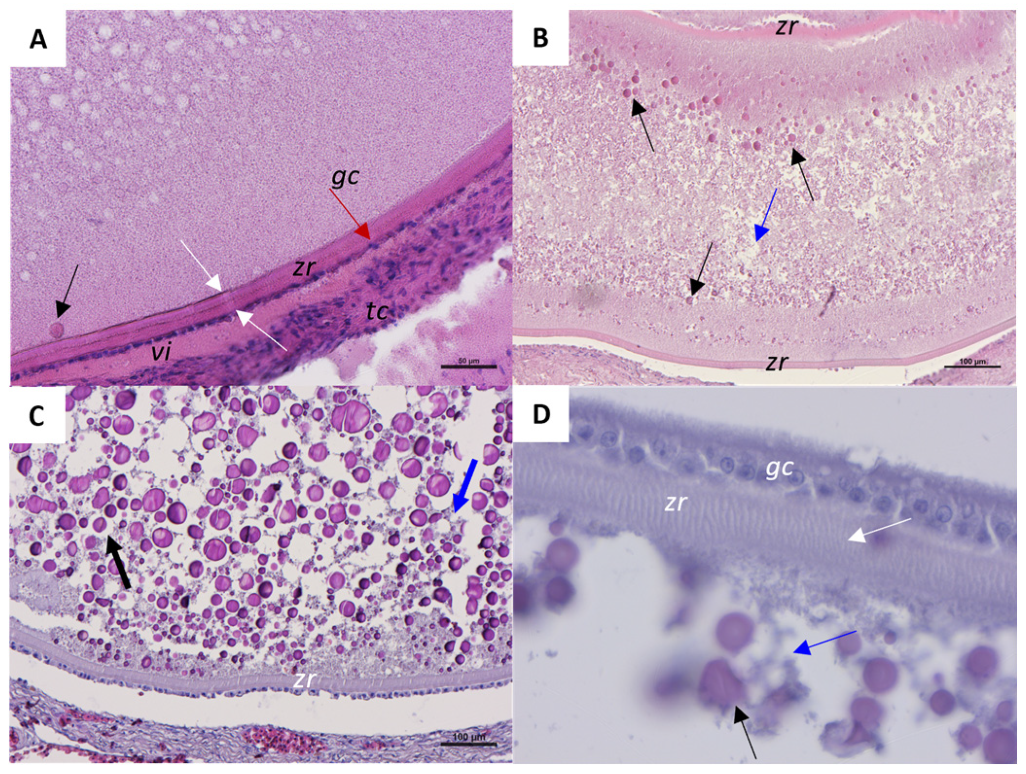 Ijms 26 09934 g005