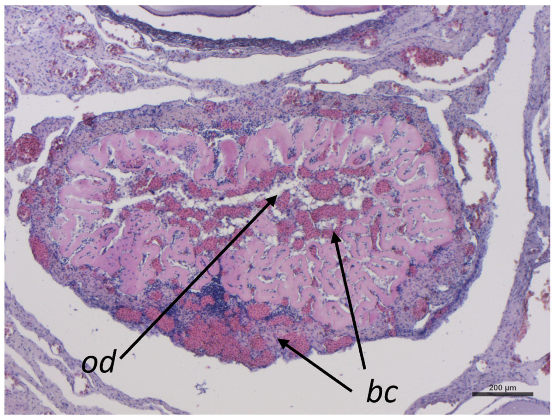 Ijms 26 09934 g010