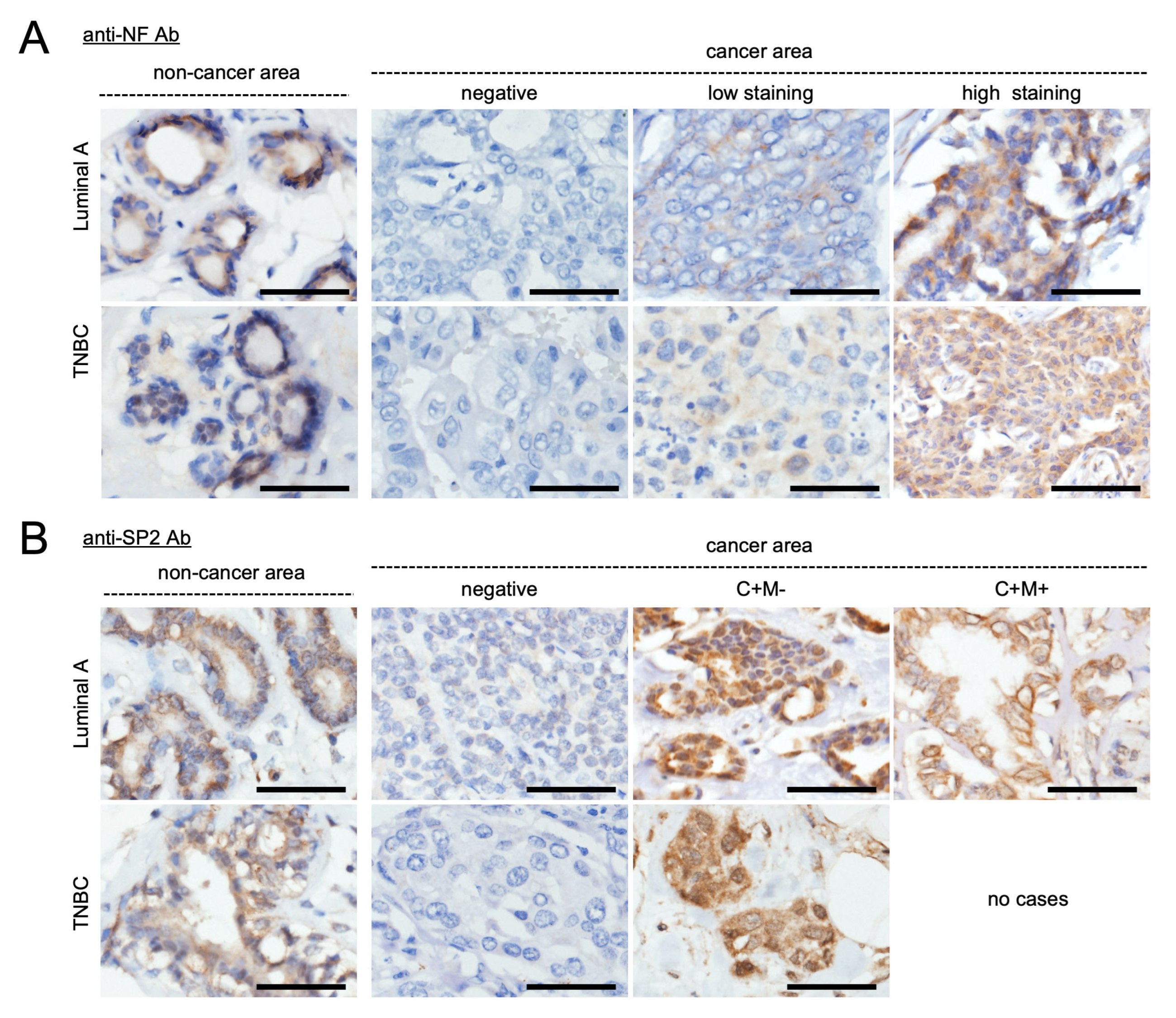 Ijms 26 10072 g007 Ijms 26 10072 g007