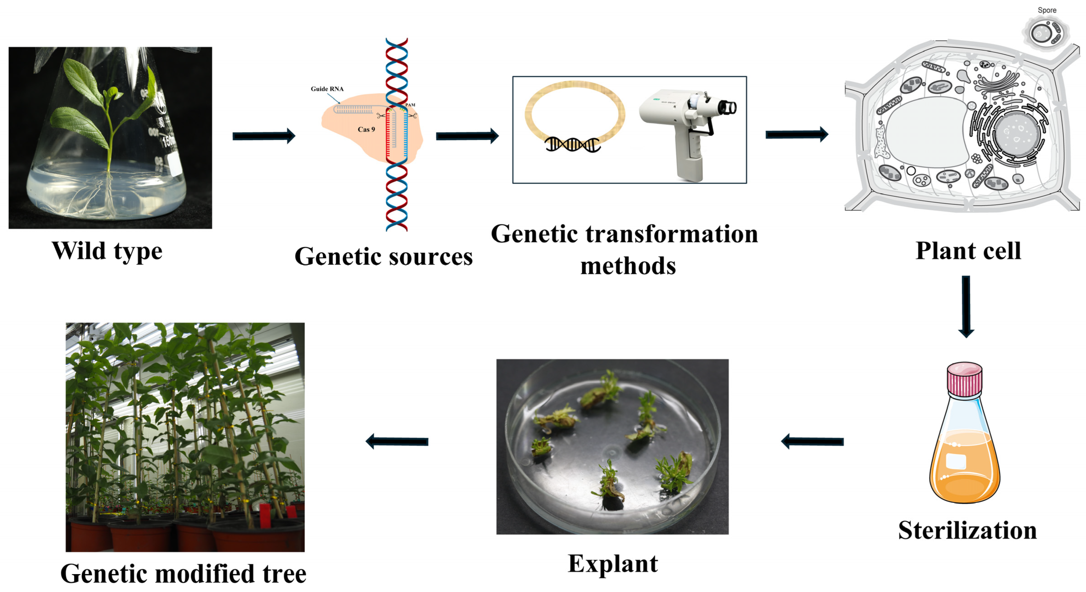 Ijms 26 10192 g002 Ijms 26 10192 g002