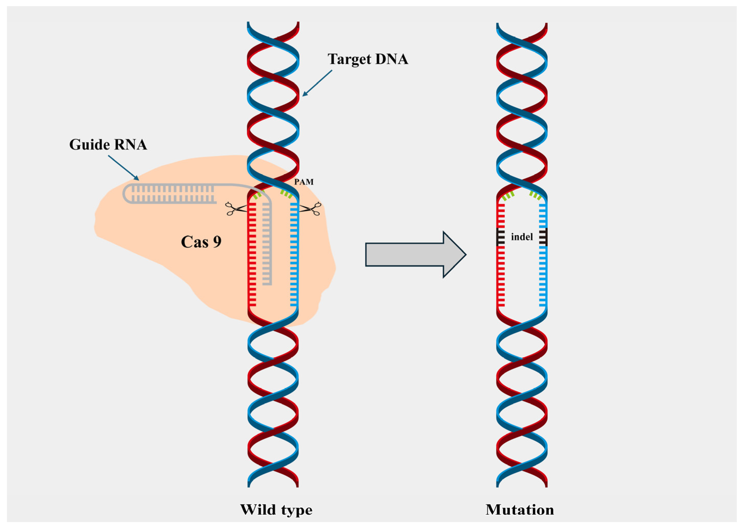 Ijms 26 10192 g003 Ijms 26 10192 g003