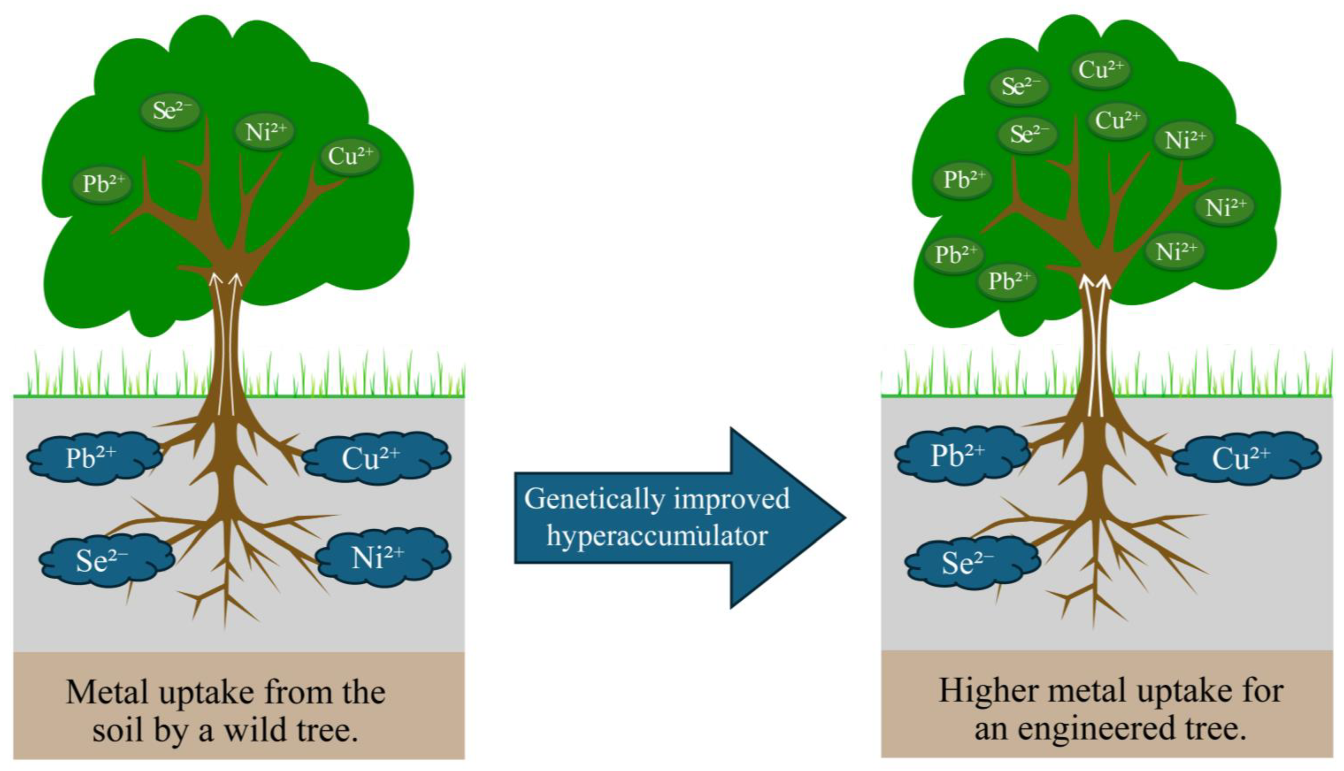 Ijms 26 10192 g007 Ijms 26 10192 g007