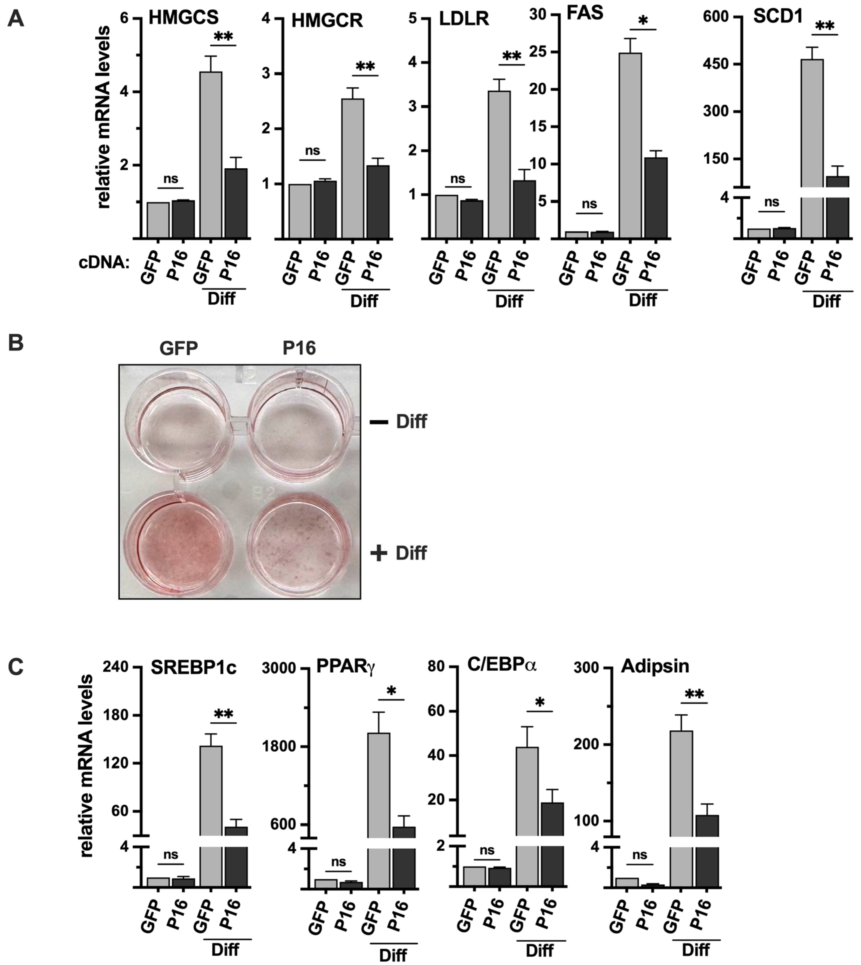 Ijms 26 10246 g007 Ijms 26 10246 g007