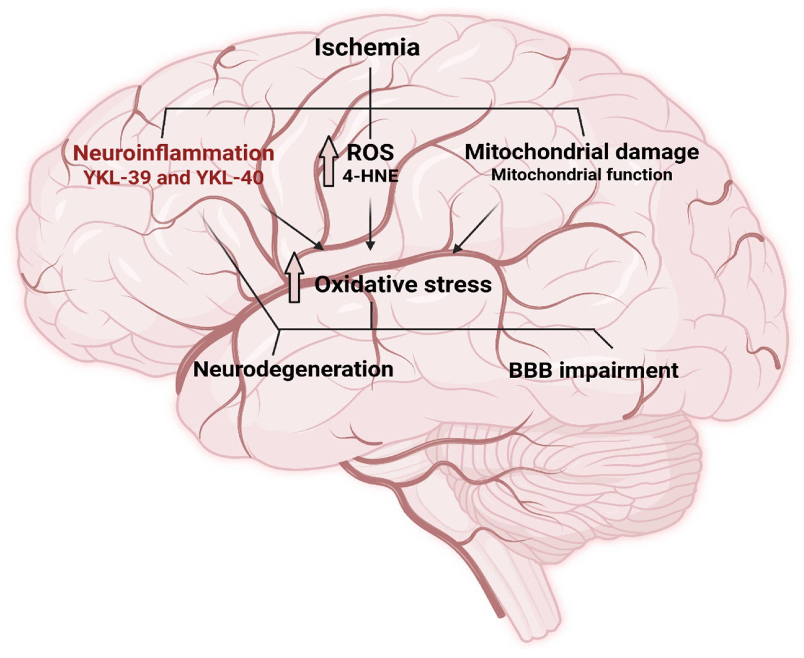 Ijms 26 10289 g001 Ijms 26 10289 g001