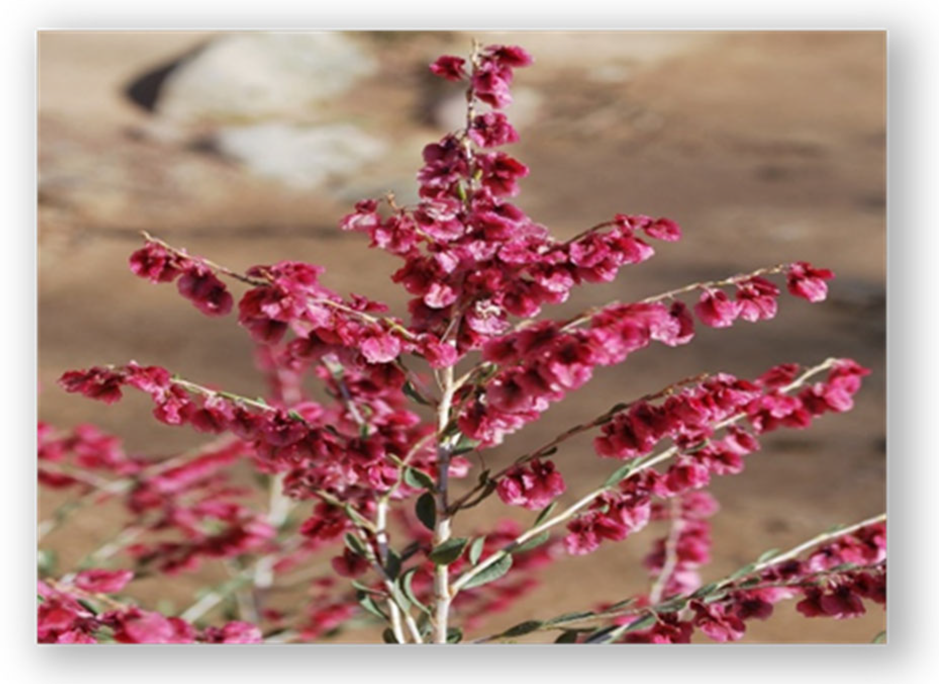 Ijms 26 10301 g001 Ijms 26 10301 g001