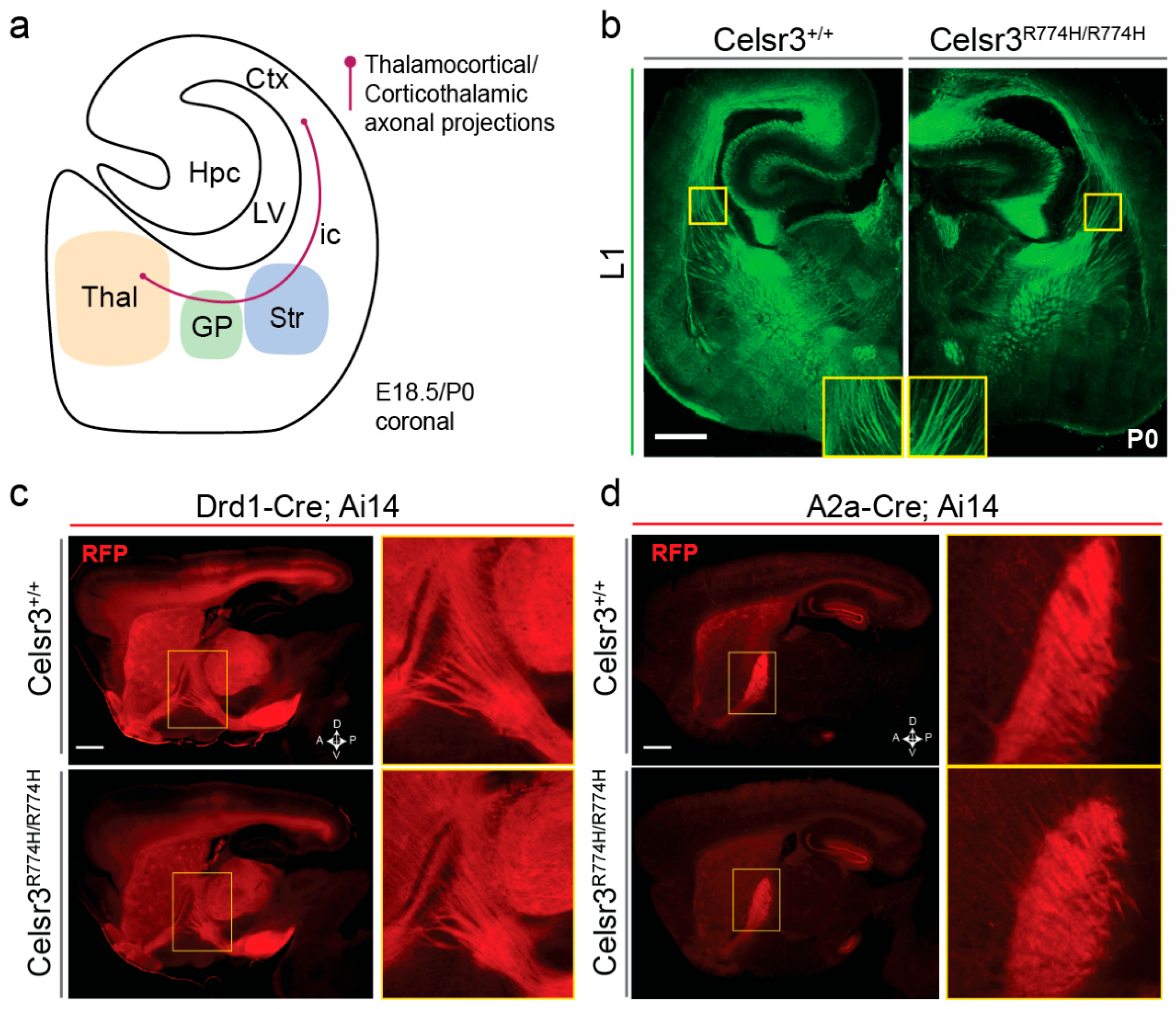 Ijms 26 10307 g003 Ijms 26 10307 g003