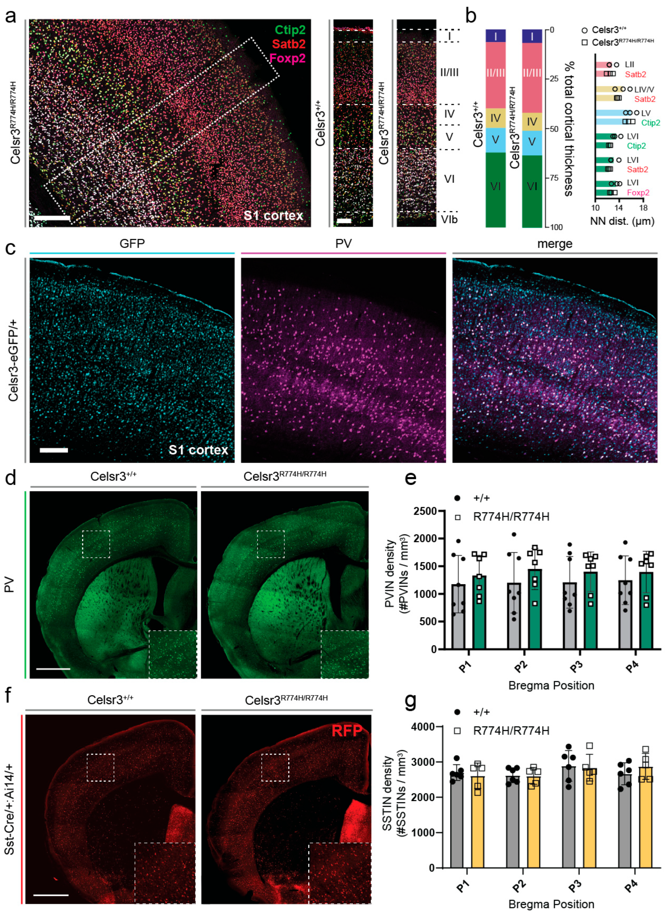 Ijms 26 10307 g004 Ijms 26 10307 g004