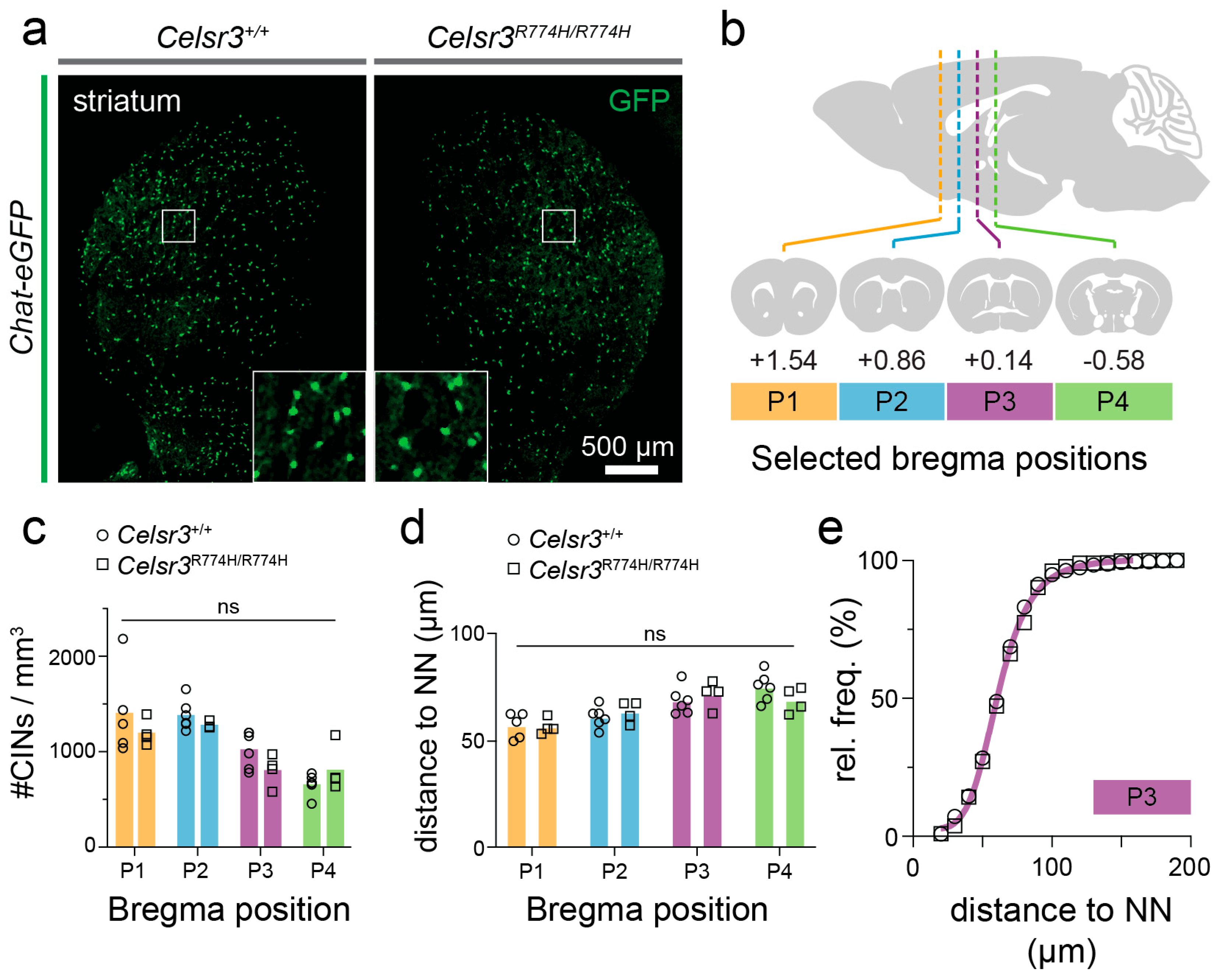 Ijms 26 10307 g006 Ijms 26 10307 g006