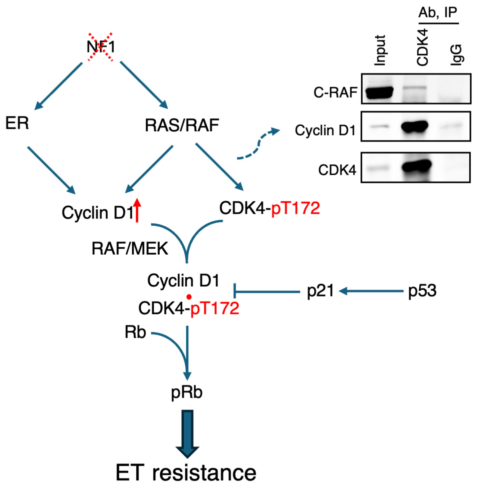 Ijms 26 10322 g001 Ijms 26 10322 g001