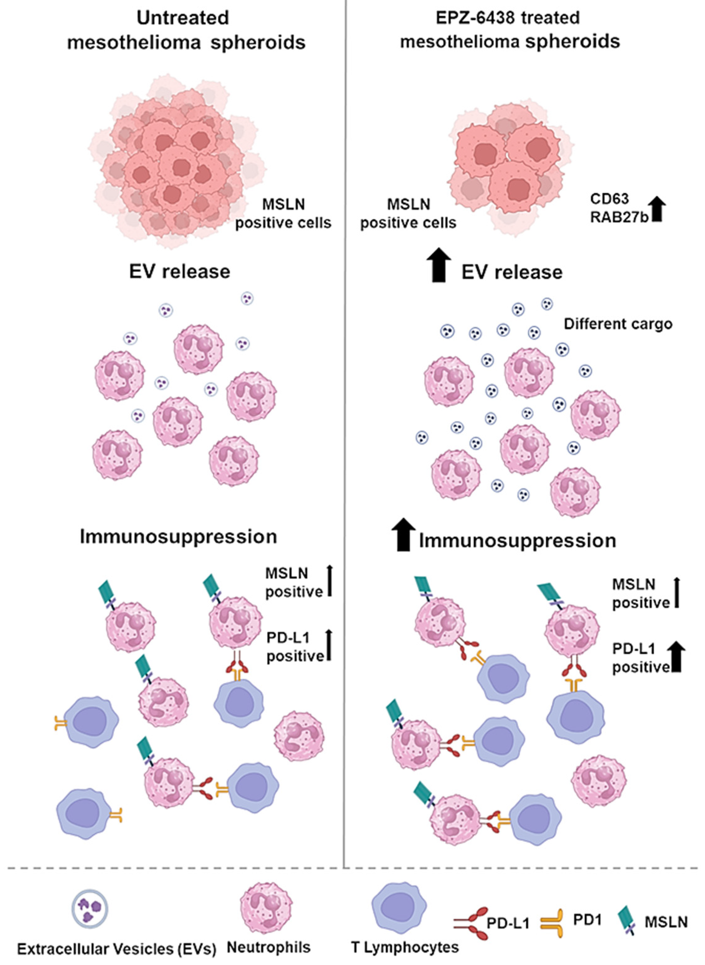 Ijms 26 10328 g005 Ijms 26 10328 g005