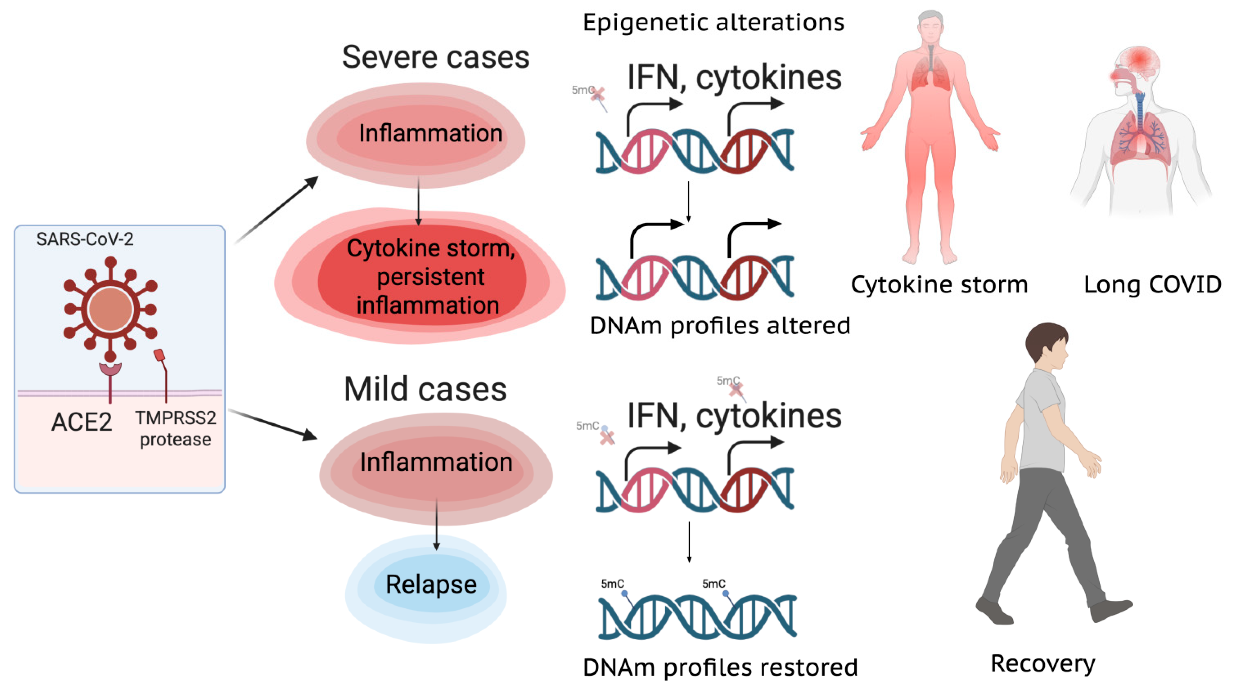 Ijms 26 10372 g001 Ijms 26 10372 g001