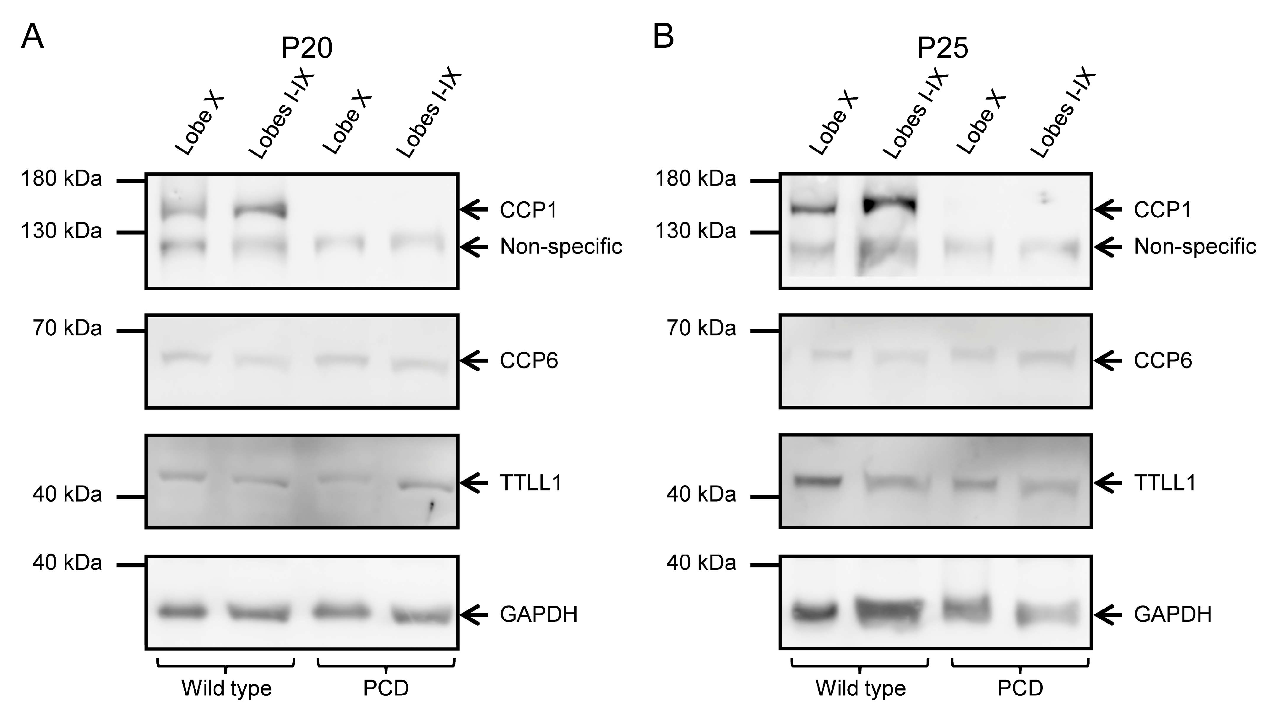 Ijms 26 10378 g005 Ijms 26 10378 g005