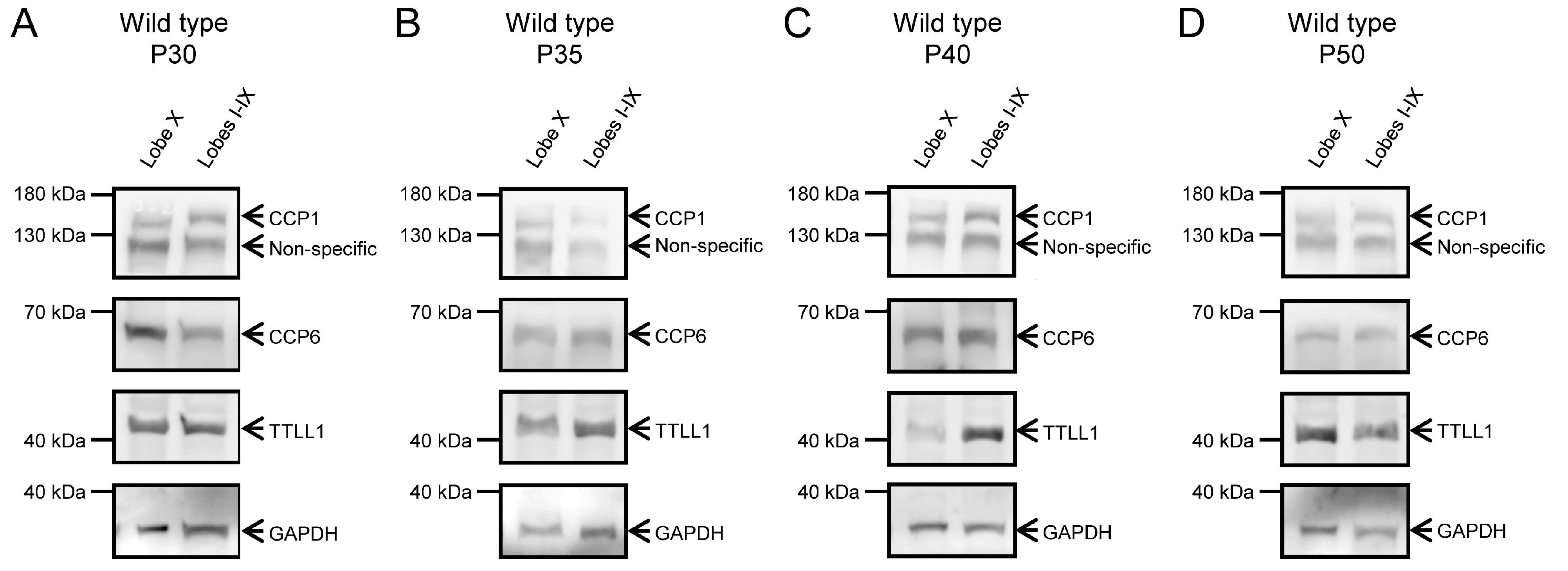 Ijms 26 10378 g006 Ijms 26 10378 g006