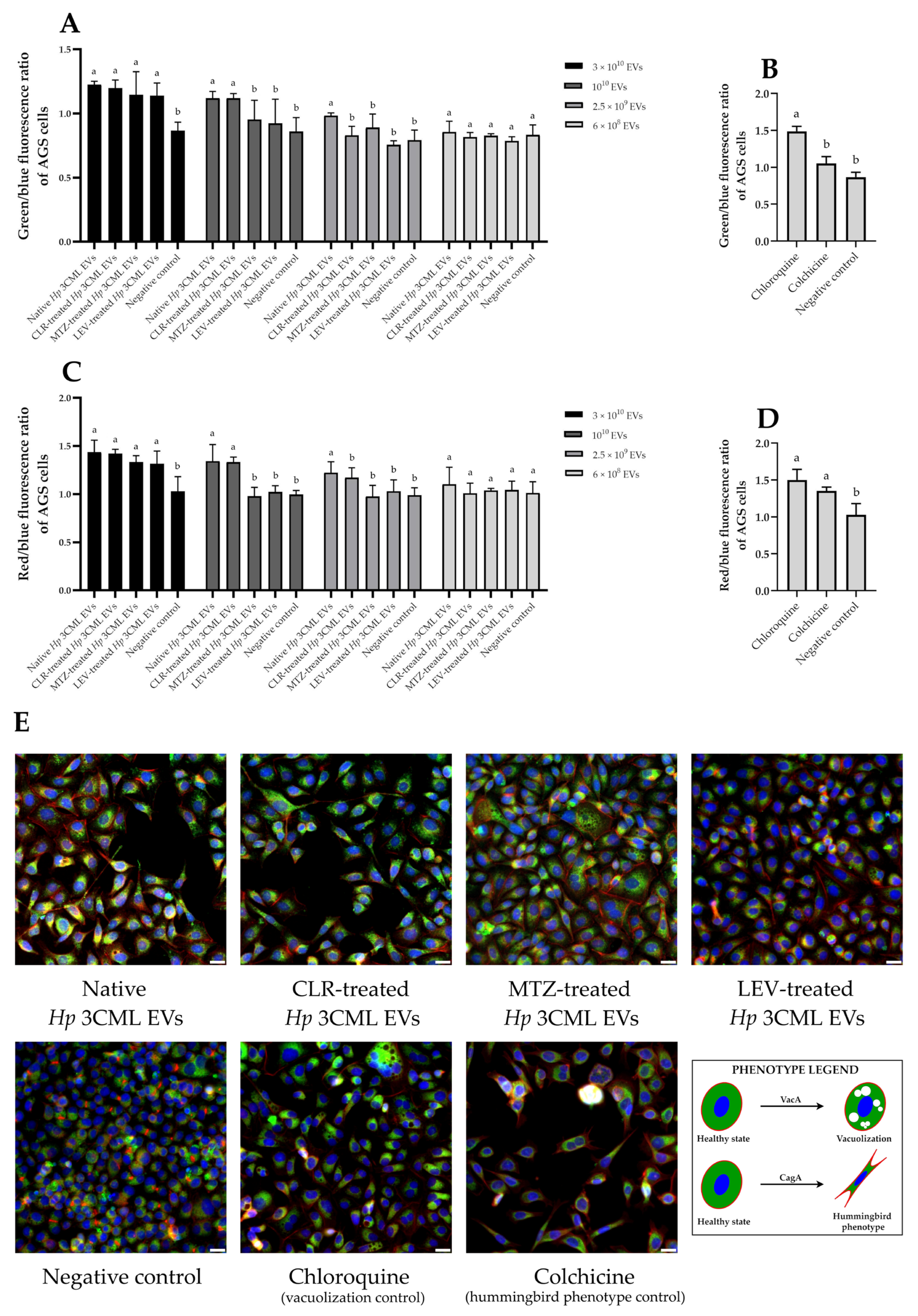 Ijms 26 10399 g005 Ijms 26 10399 g005