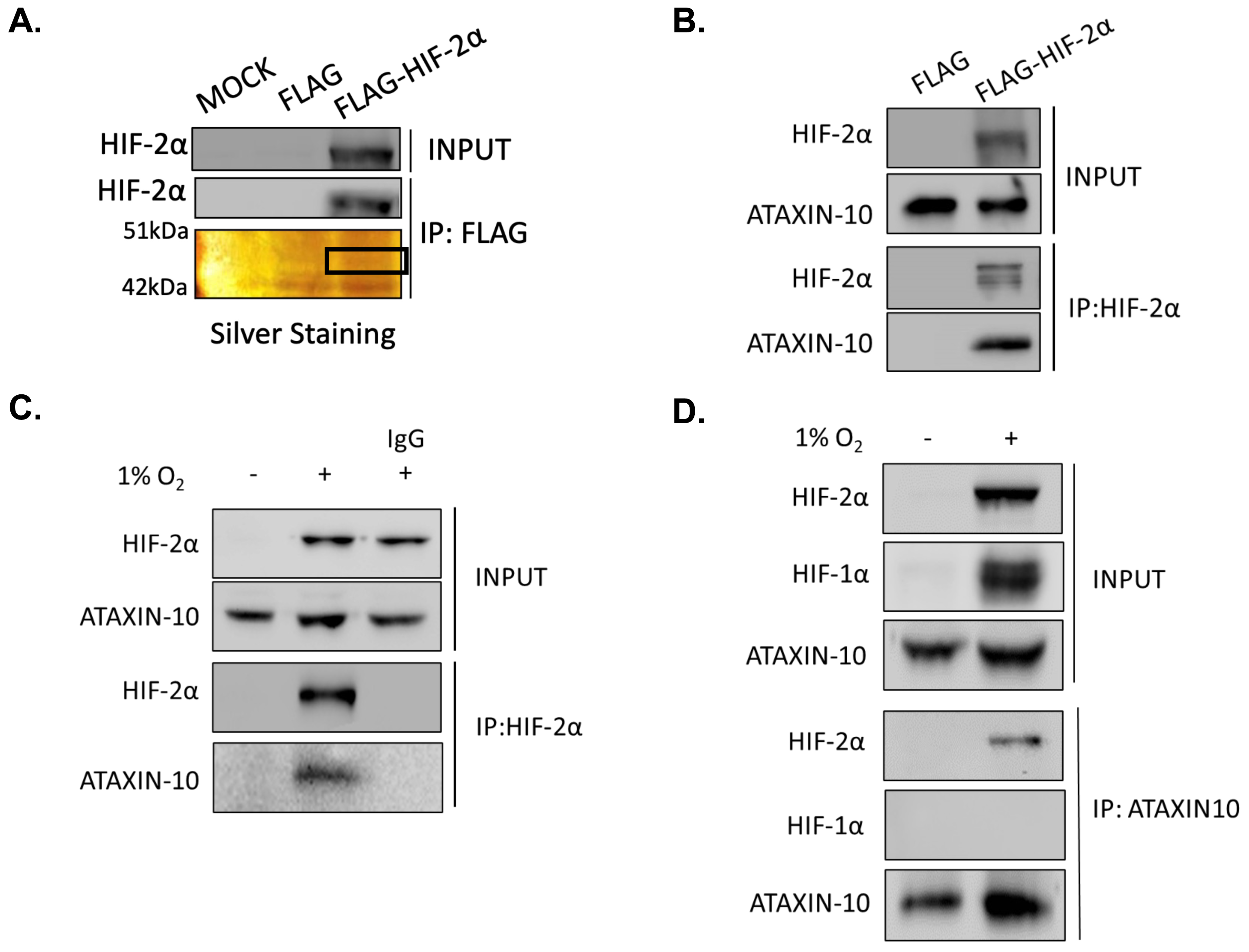 Ijms 26 10417 g001 Ijms 26 10417 g001