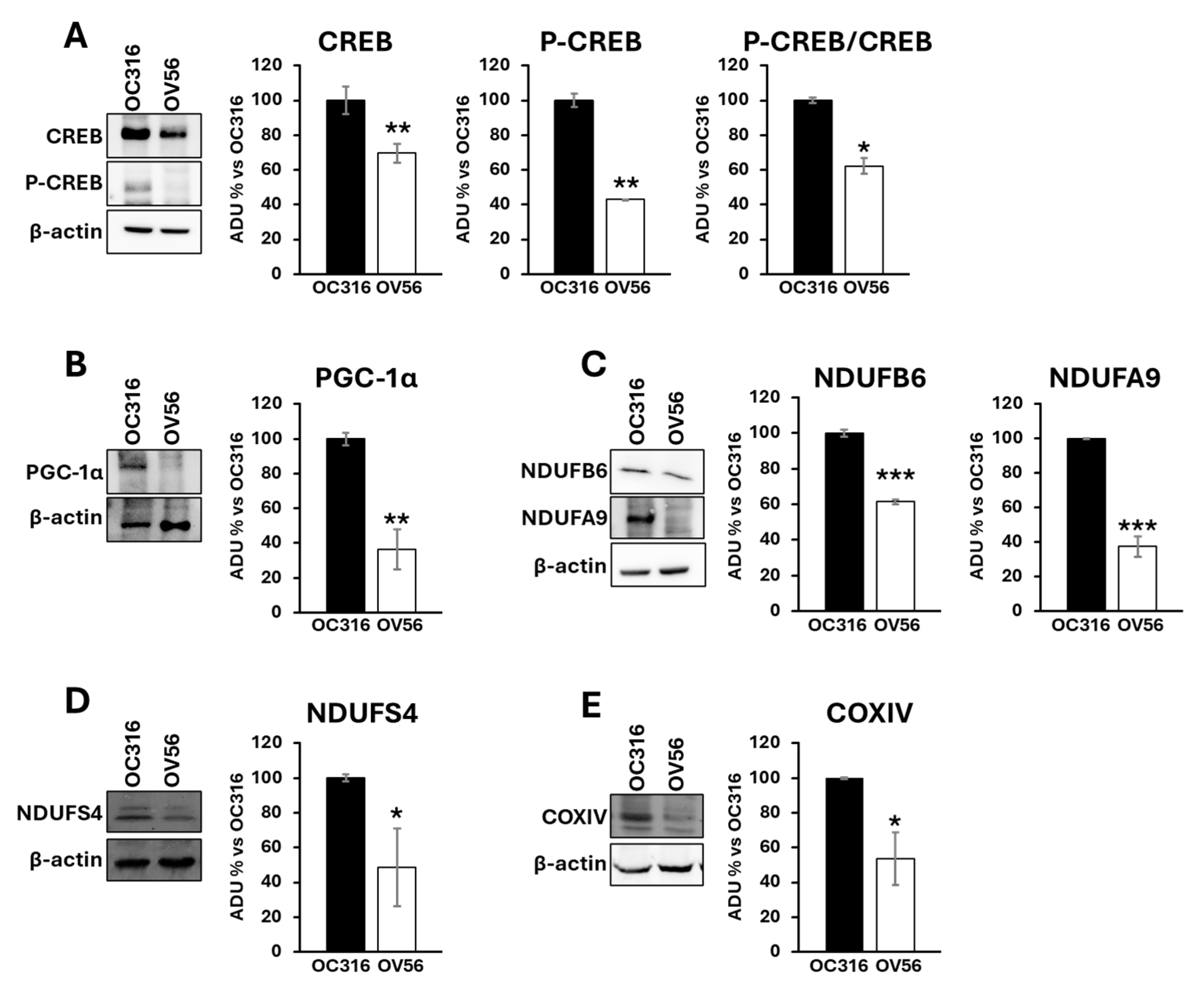 Ijms 26 10474 g003 Ijms 26 10474 g003
