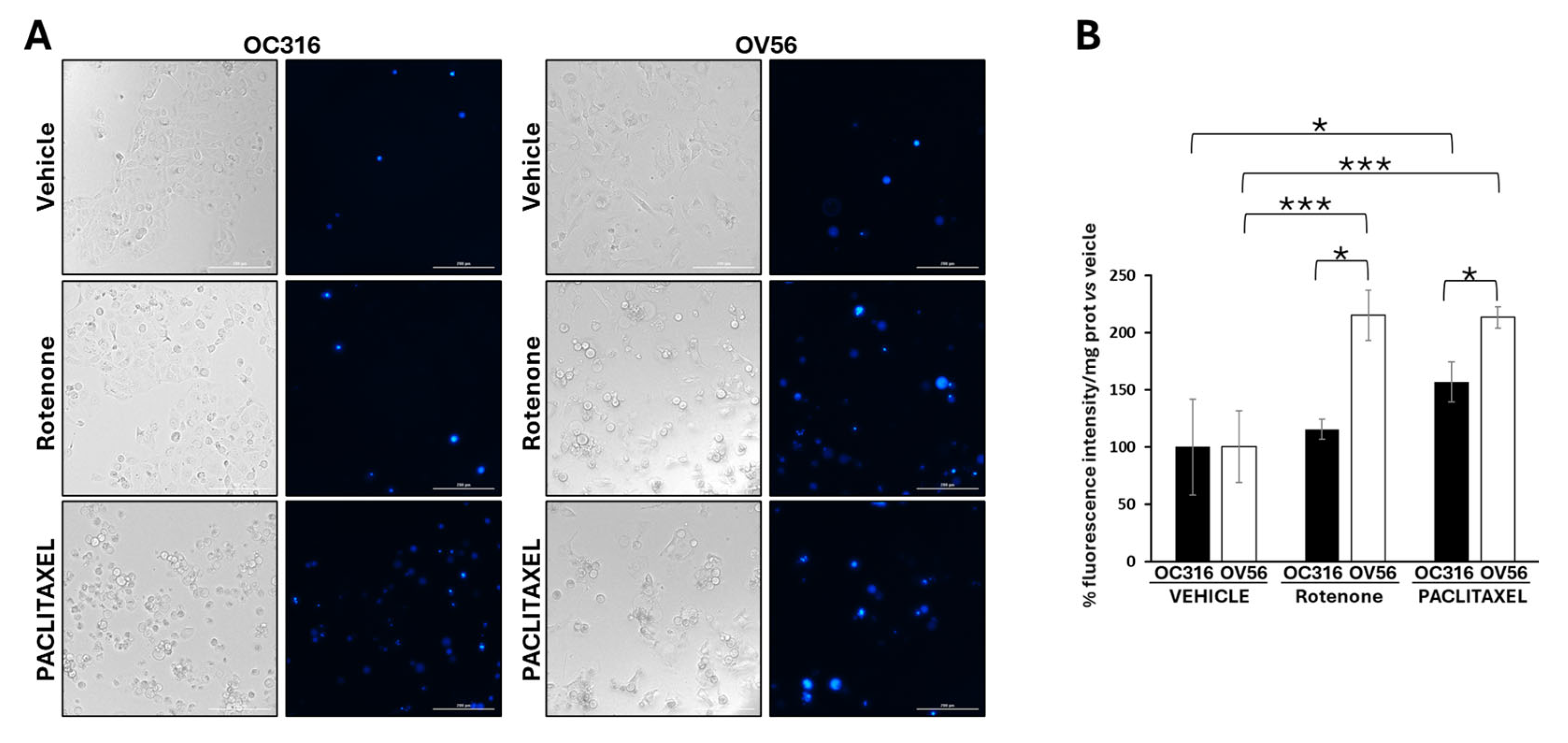 Ijms 26 10474 g007 Ijms 26 10474 g007