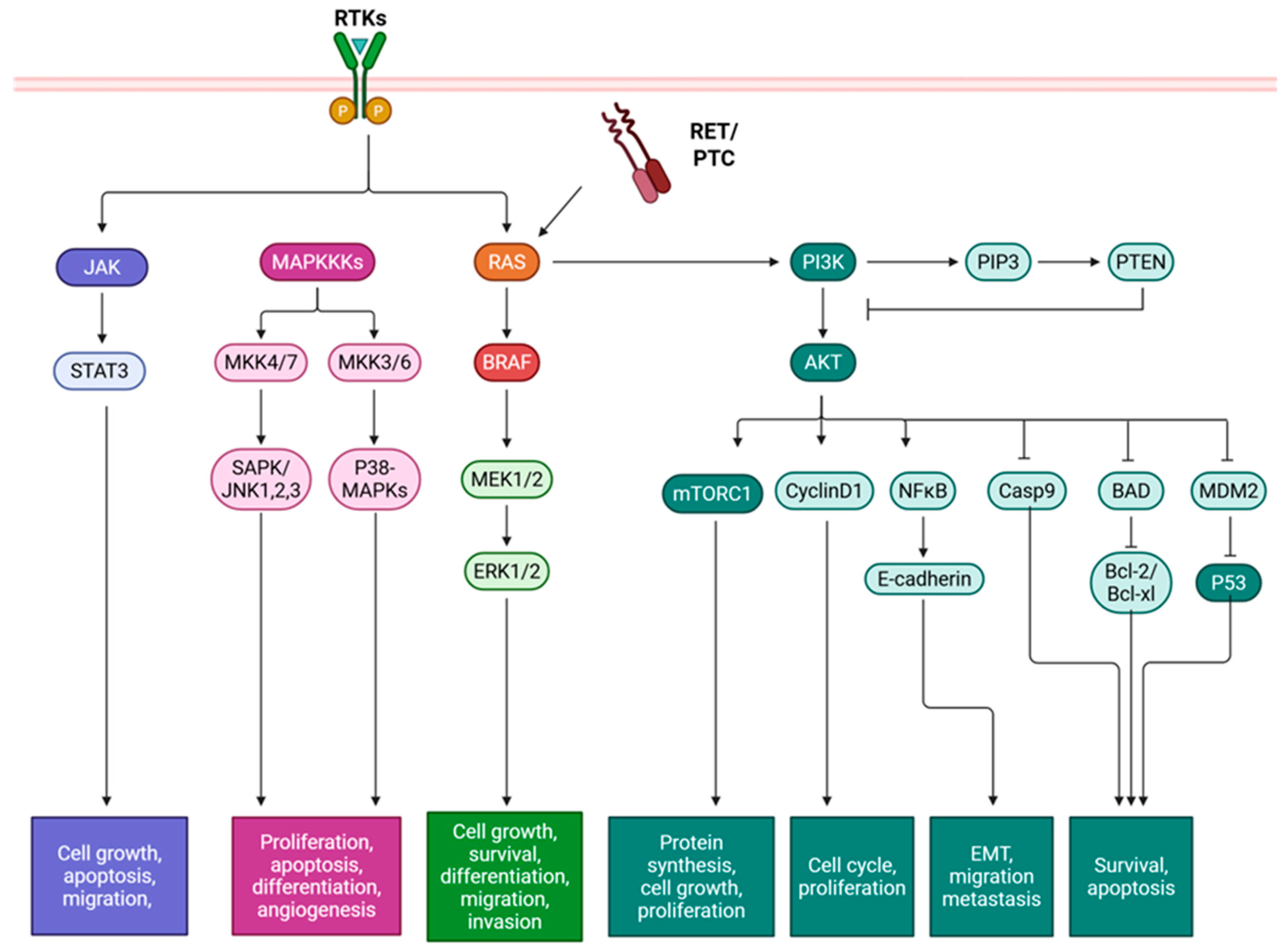 Ijms 26 10498 g001 Ijms 26 10498 g001