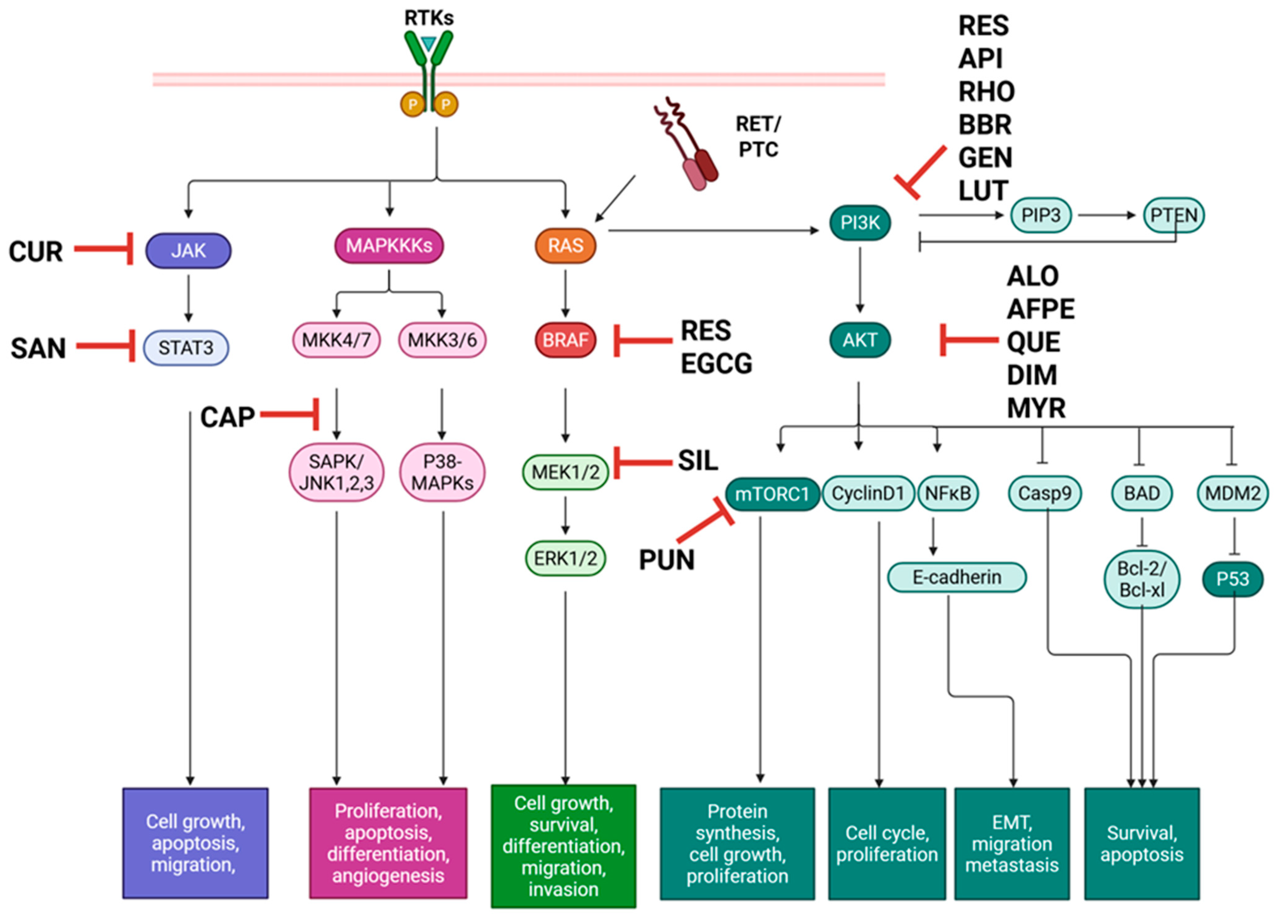Ijms 26 10498 g002 Ijms 26 10498 g002