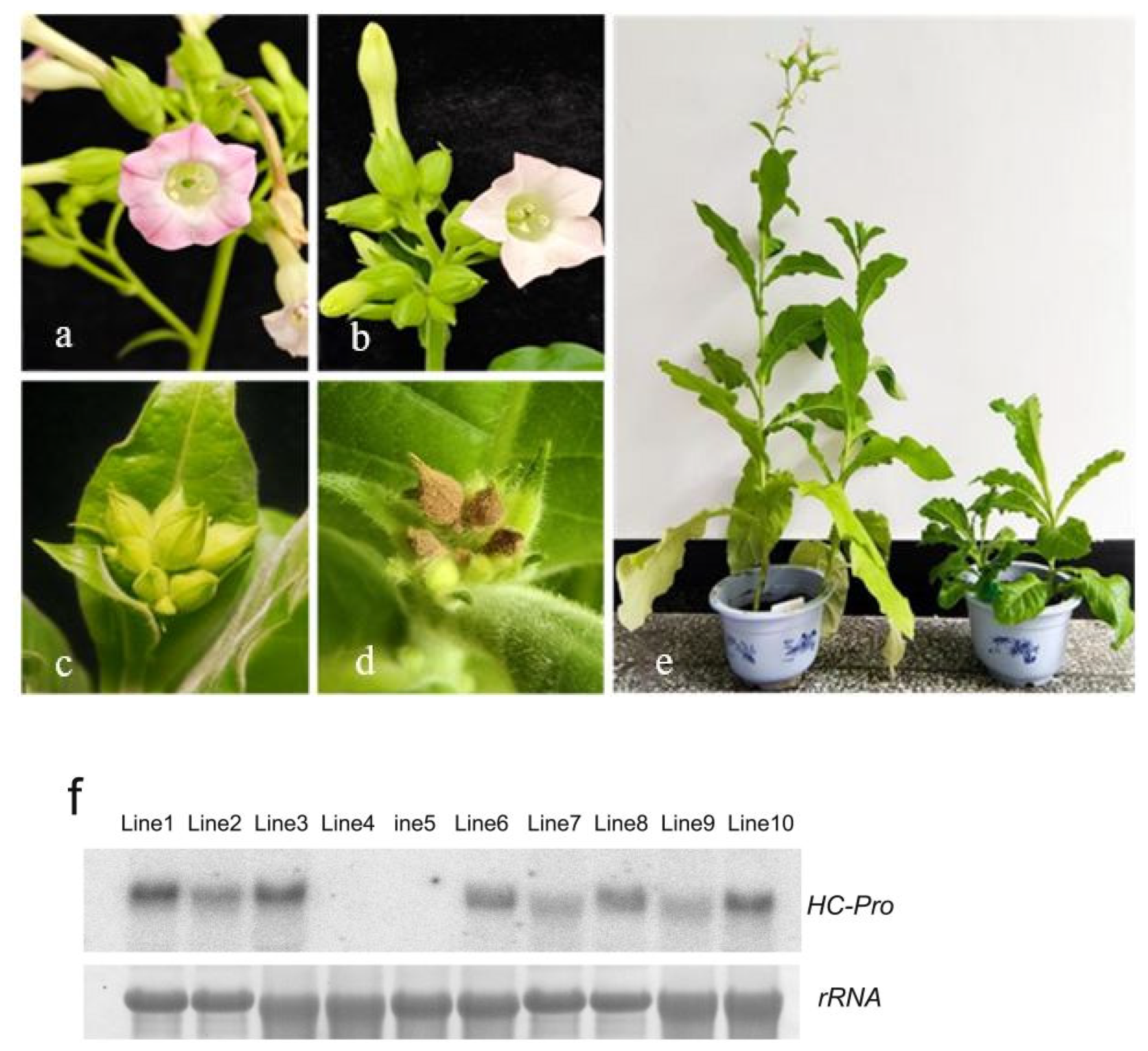 Ijms 26 10551 g001 Ijms 26 10551 g001