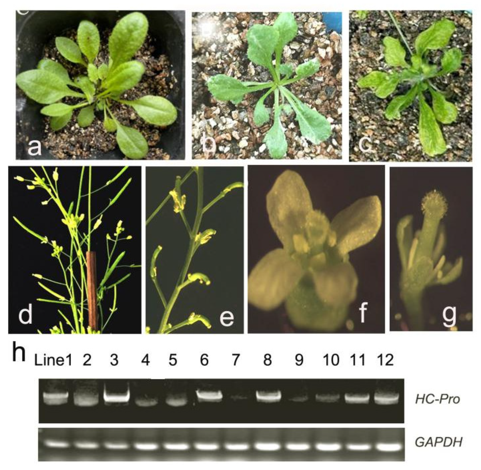 Ijms 26 10551 g003 Ijms 26 10551 g003