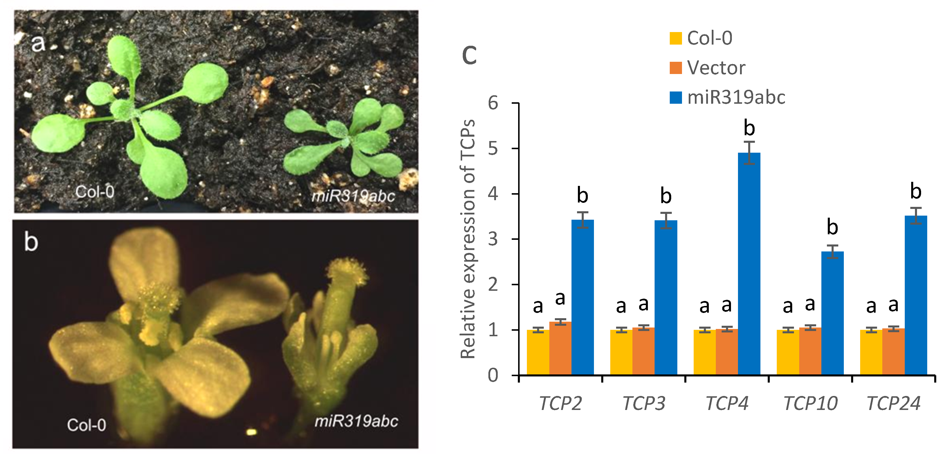 Ijms 26 10551 g005 Ijms 26 10551 g005